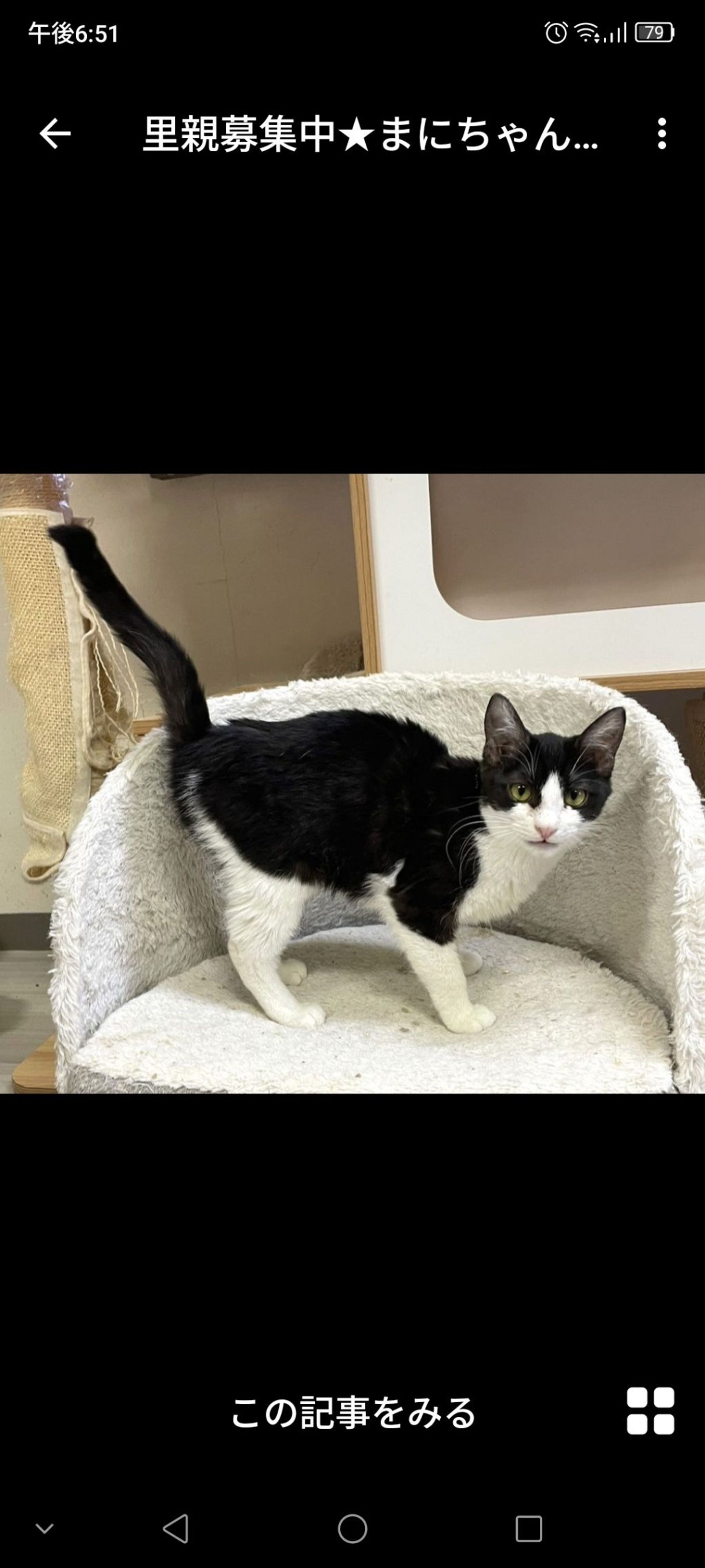 雑種（ミックス猫）・メスの里親募集の写真