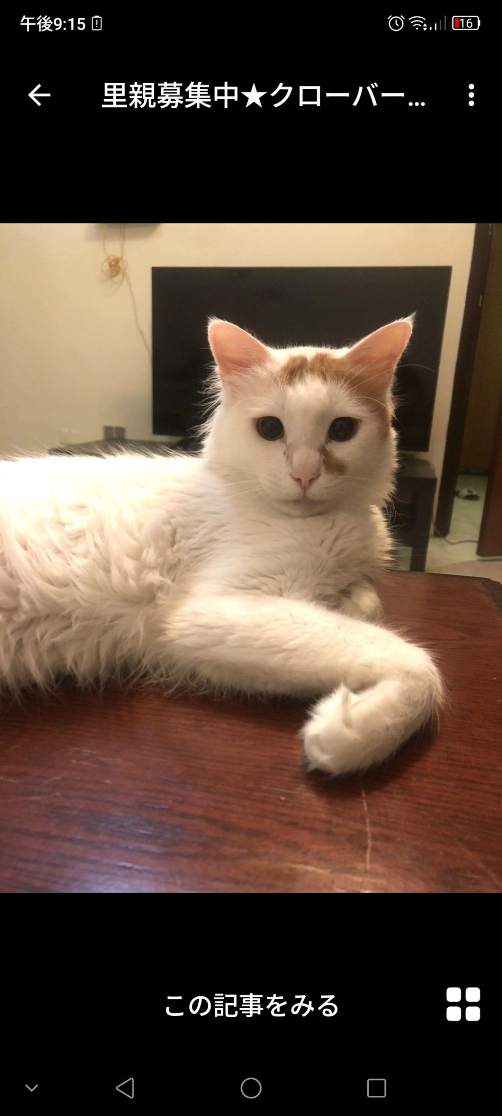 雑種（ミックス猫）・オスの里親募集の写真