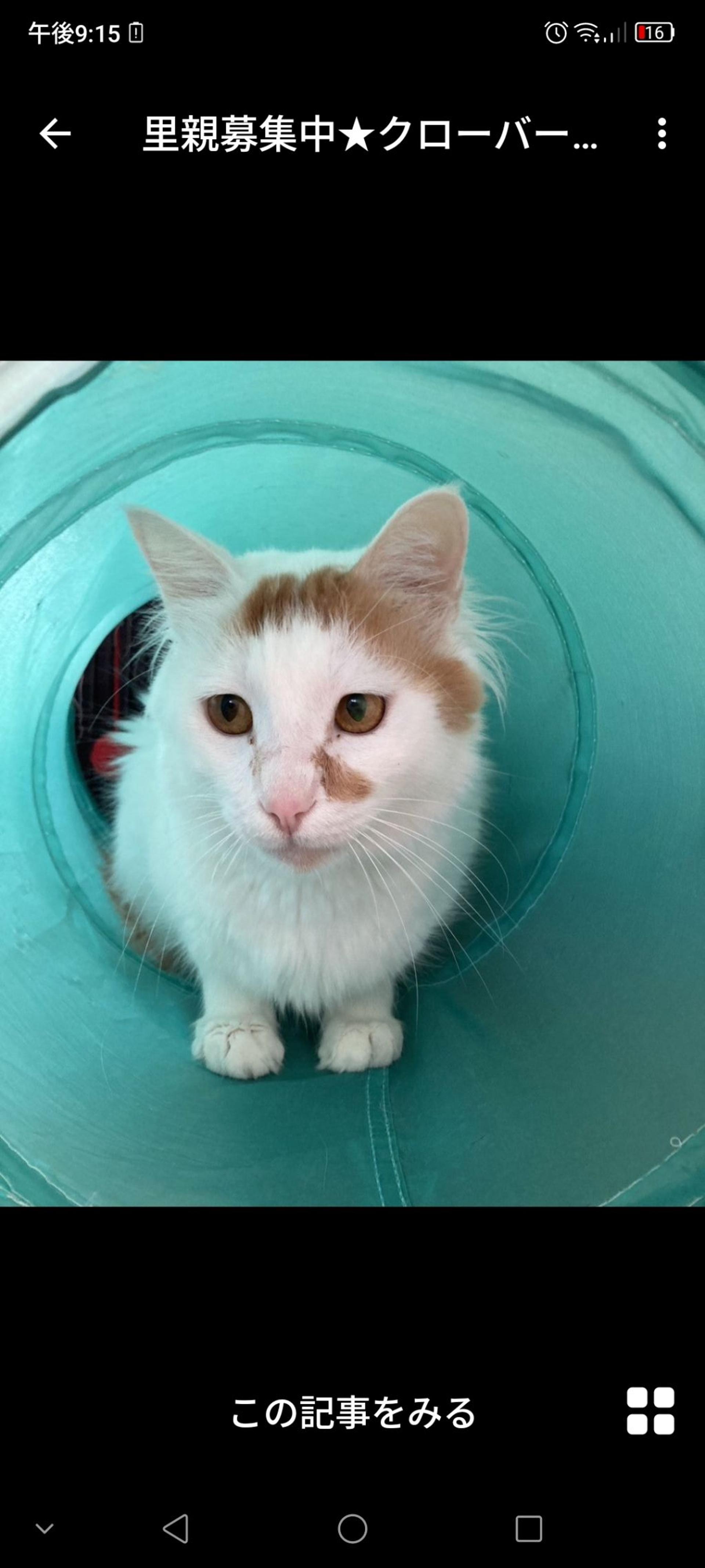 pet-image-2