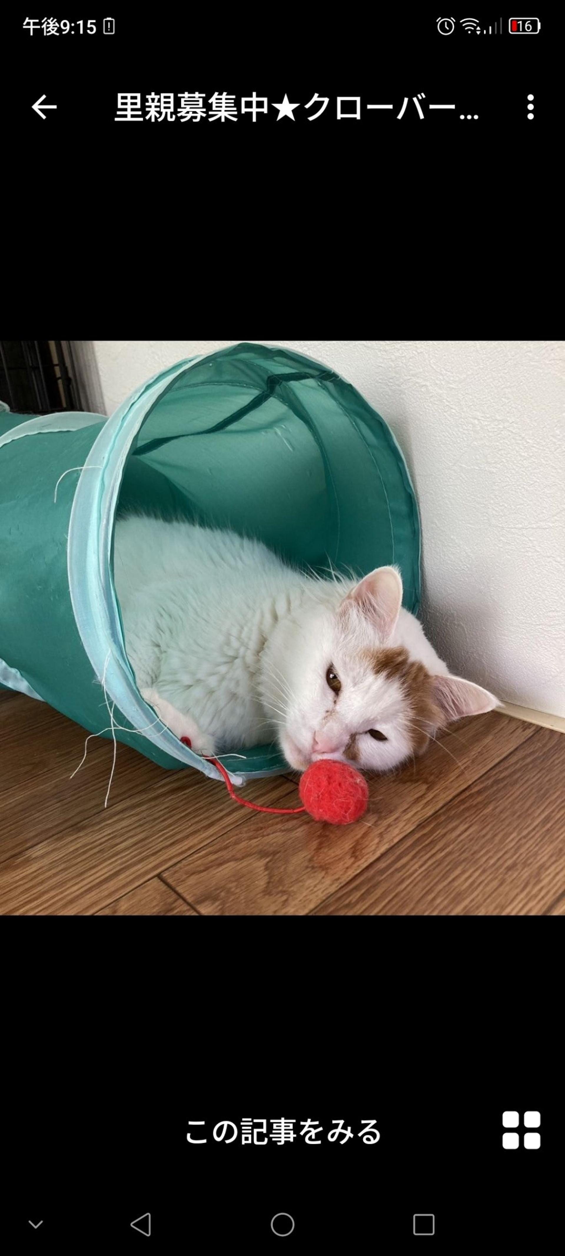 pet-image-3