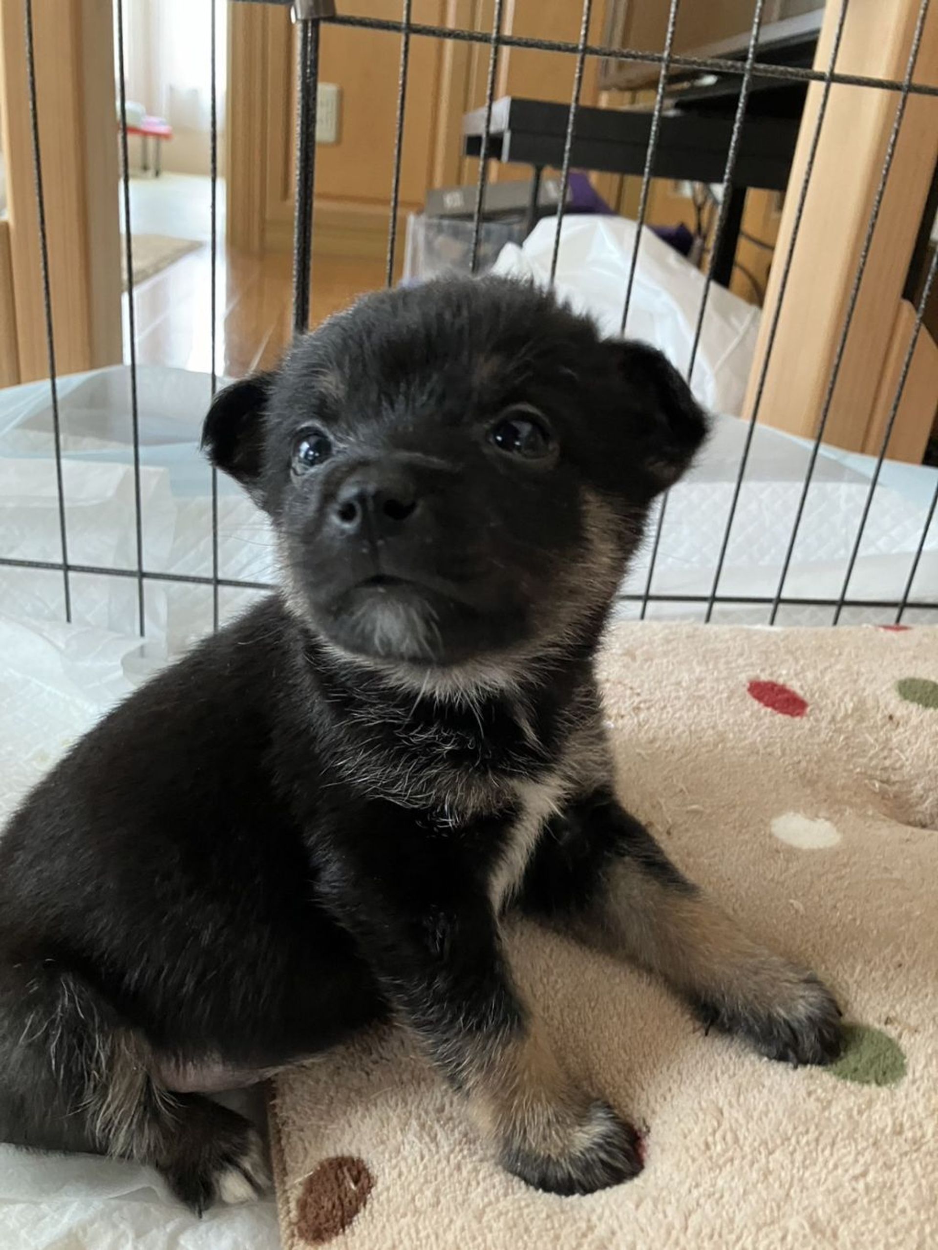雑種（ミックス犬）・メスの里親募集の写真