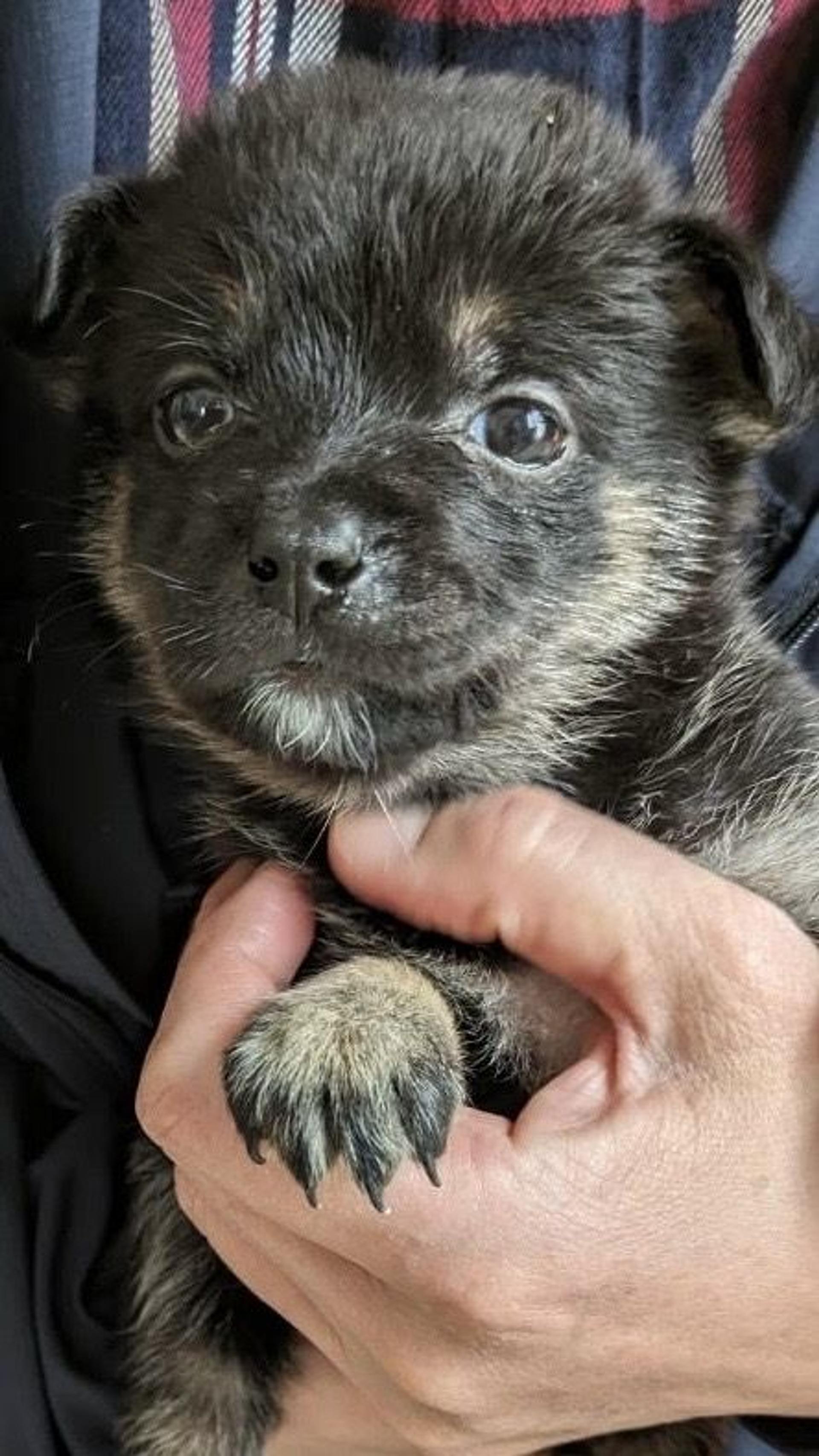 pet-image-2