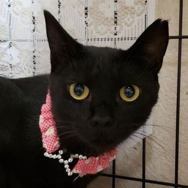 黒みつちゃんの写真