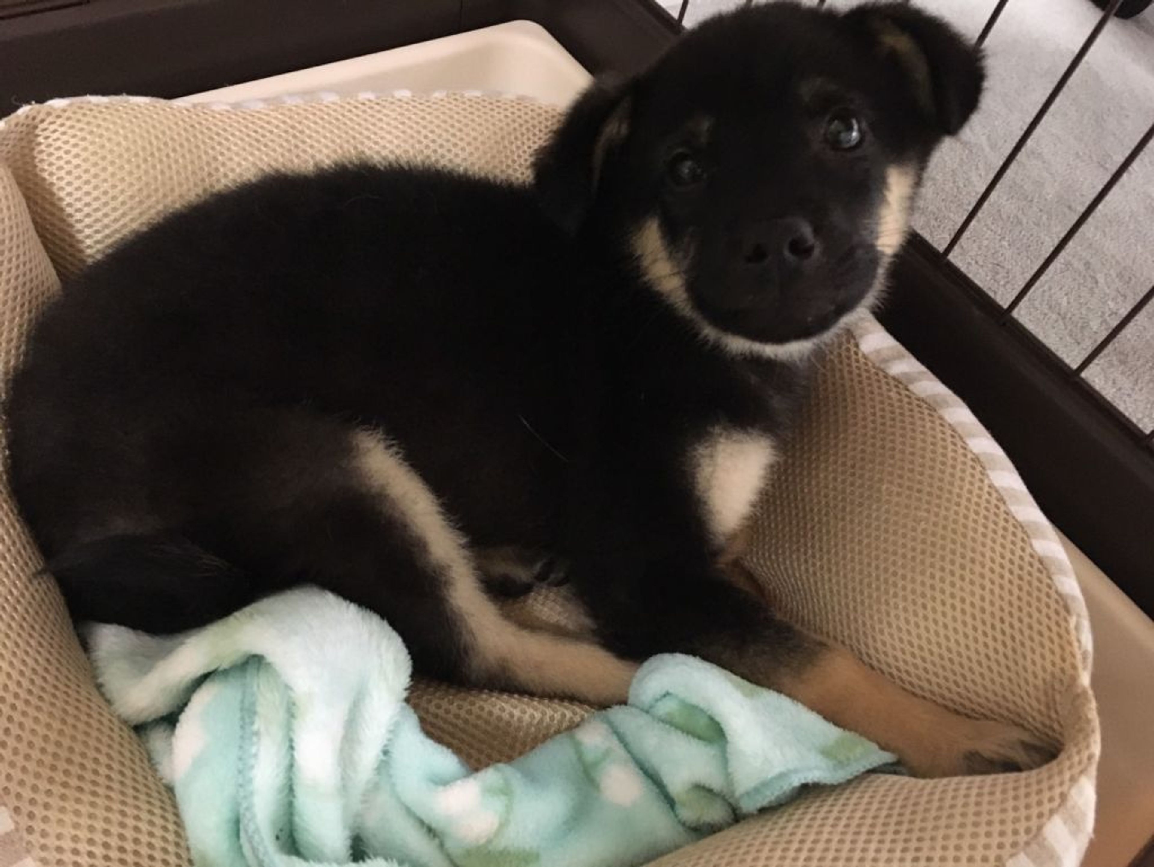 雑種（ミックス犬）・オスの里親募集の写真