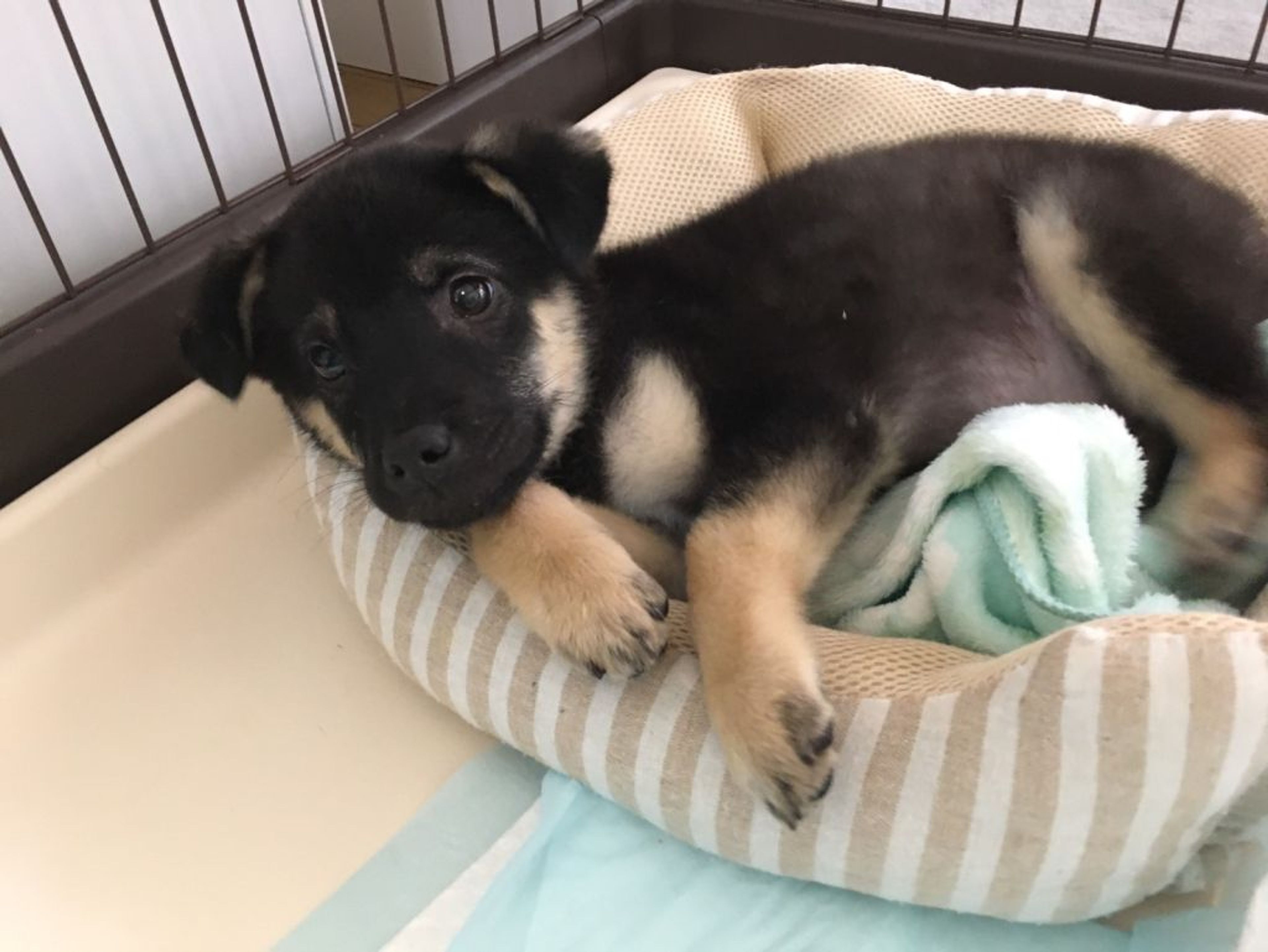 pet-image-2