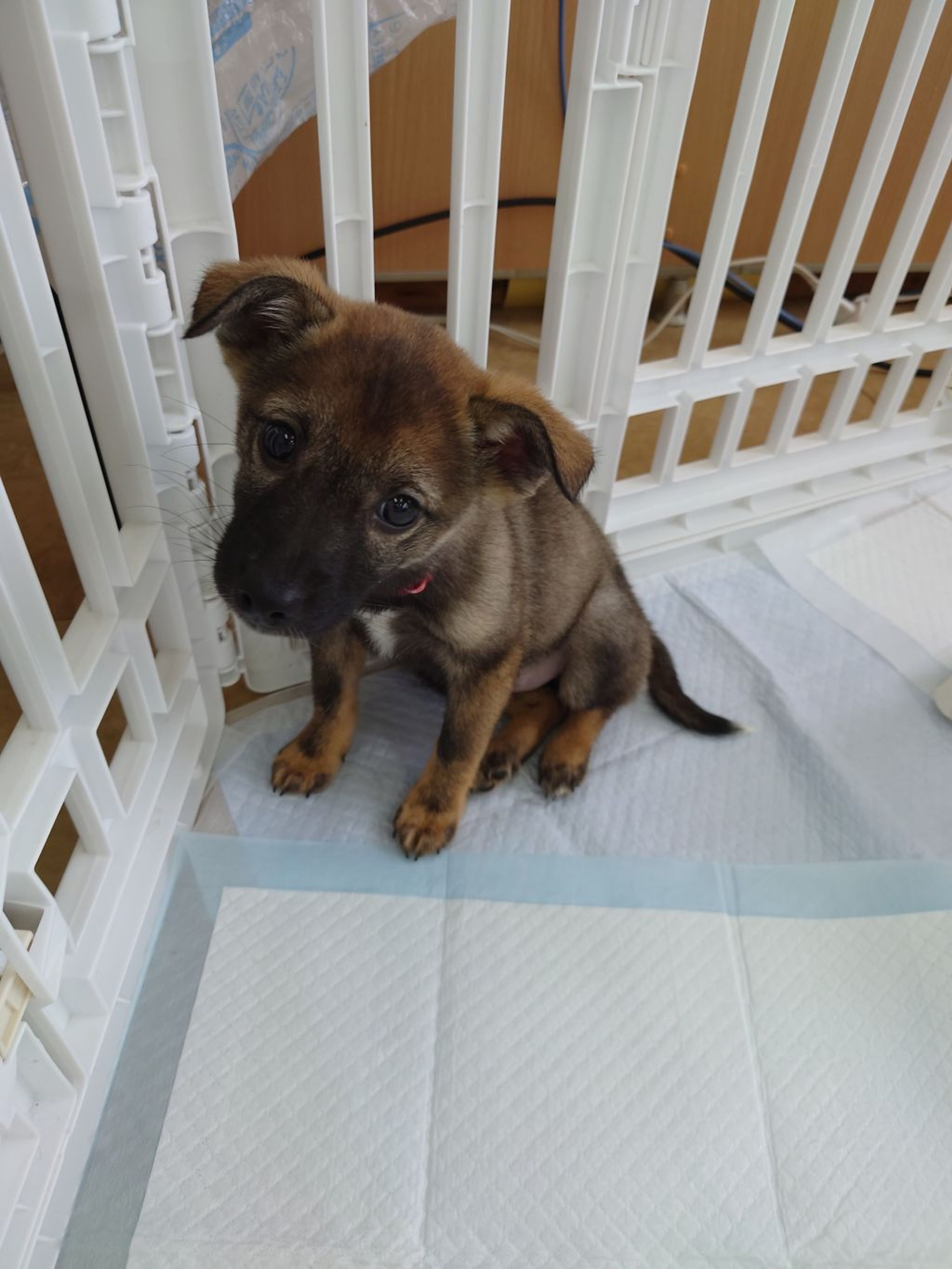 雑種（ミックス犬）・メスの里親募集の写真