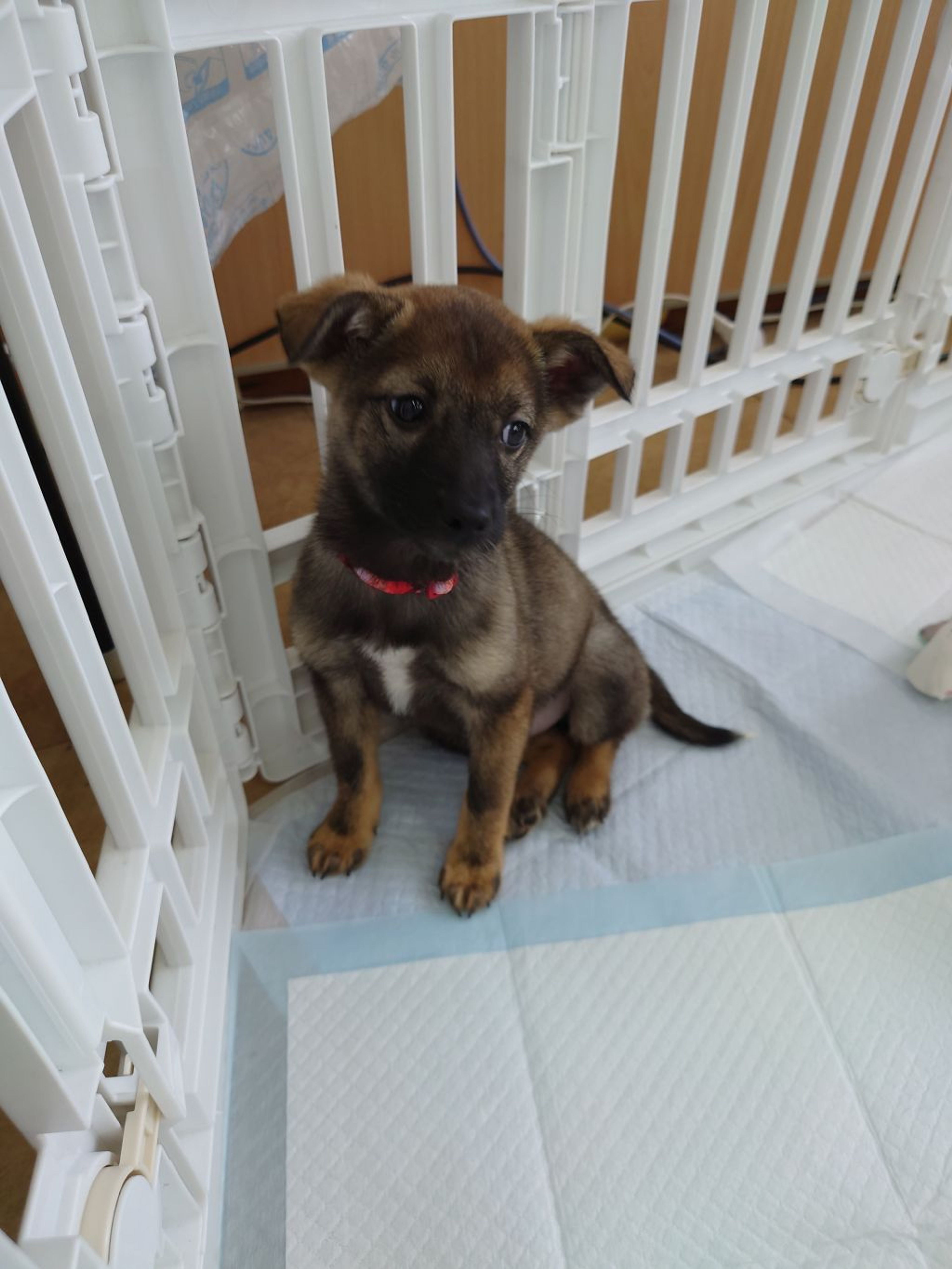 pet-image-2