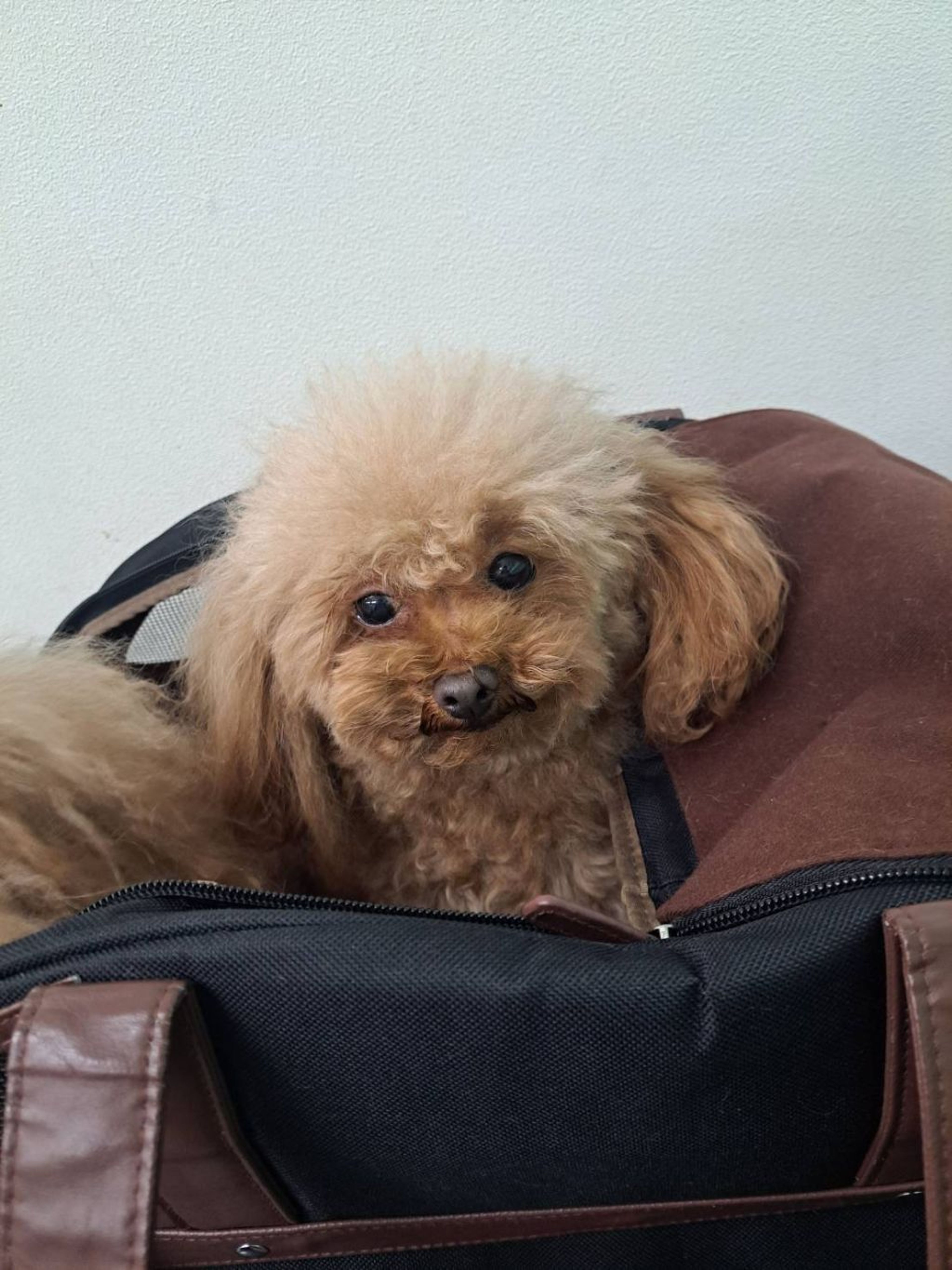 pet-image-3