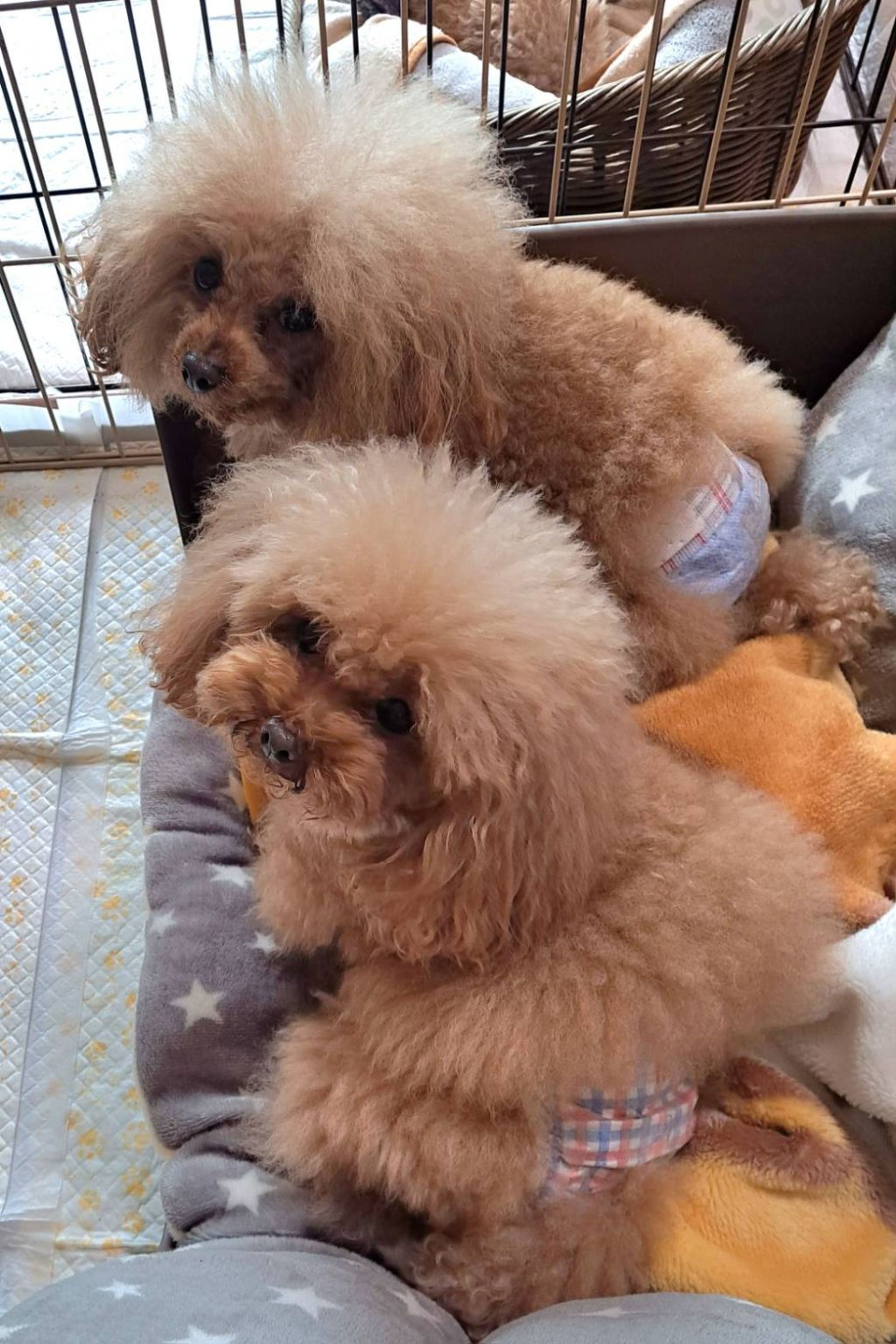 pet-image-4