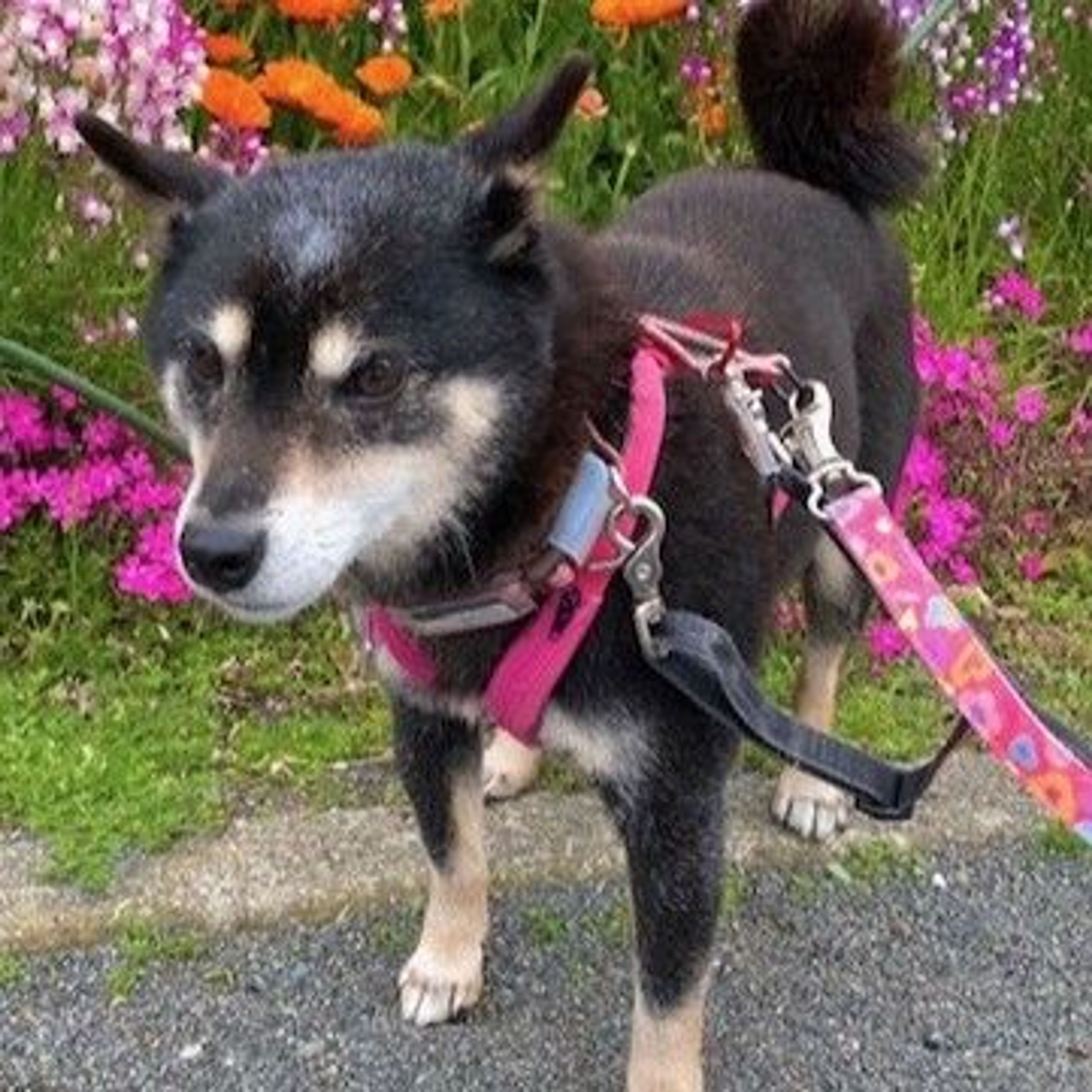 pet-image-2