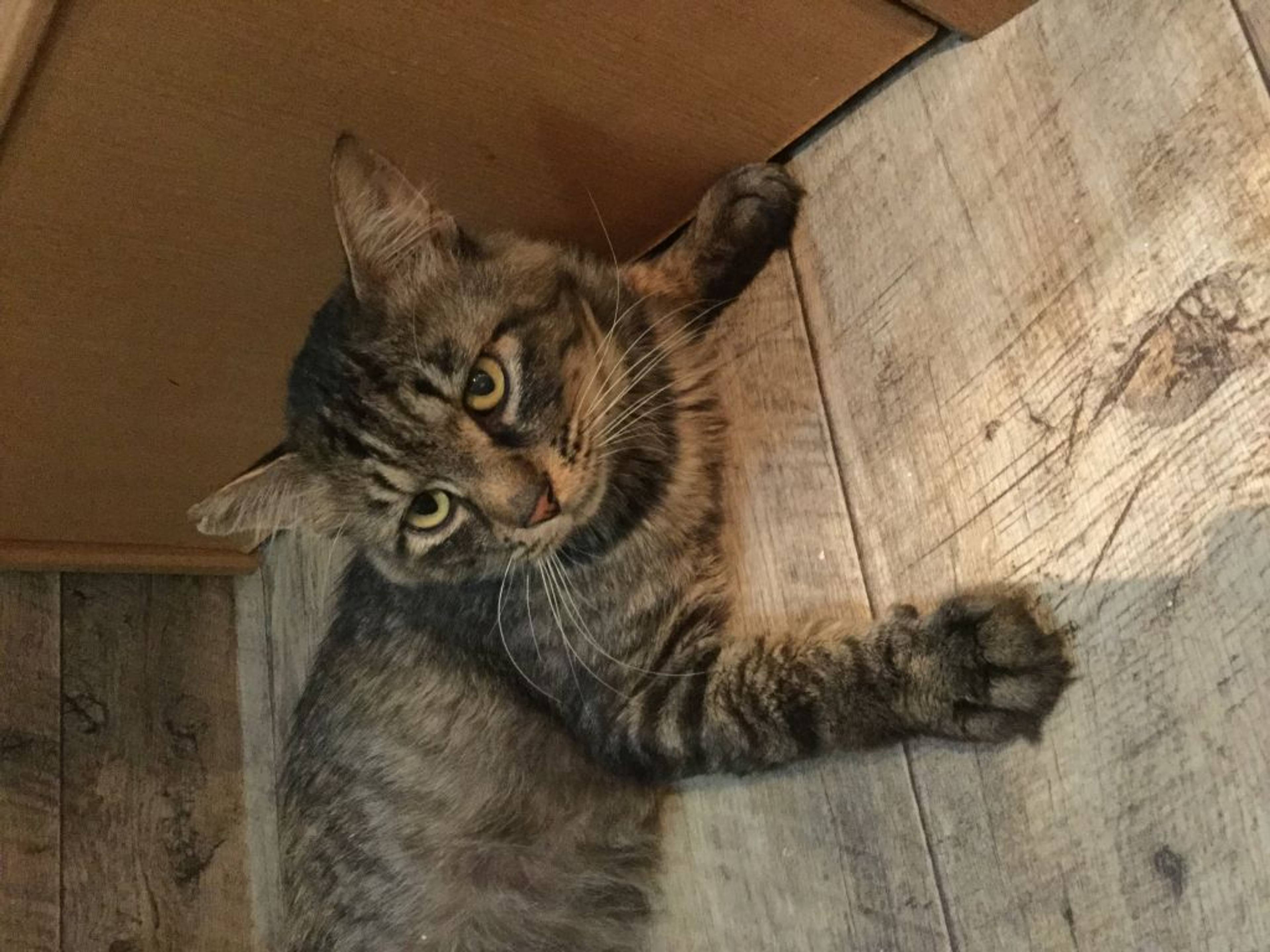雑種（ミックス猫）・オスの里親募集の写真