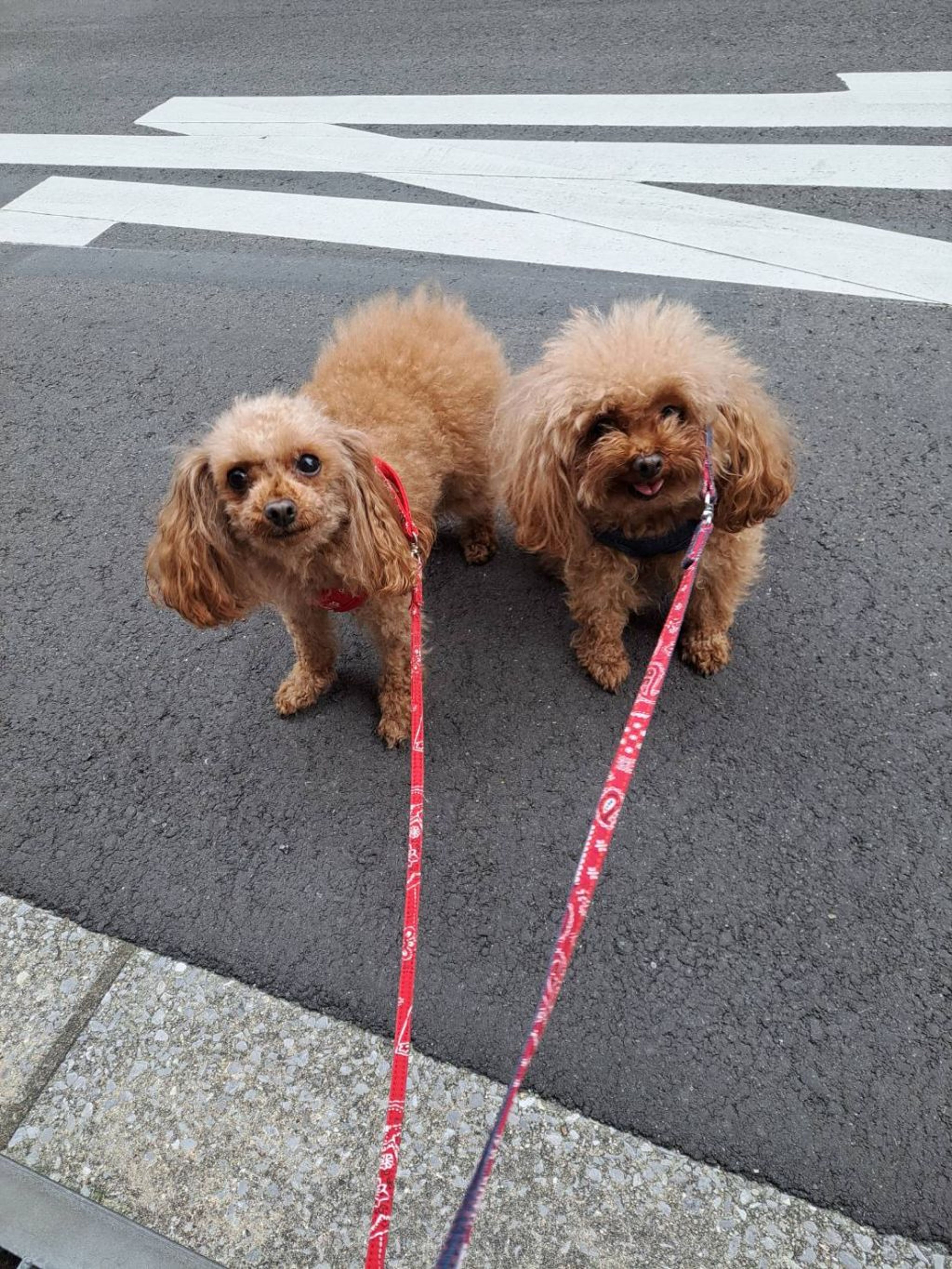 pet-image-4