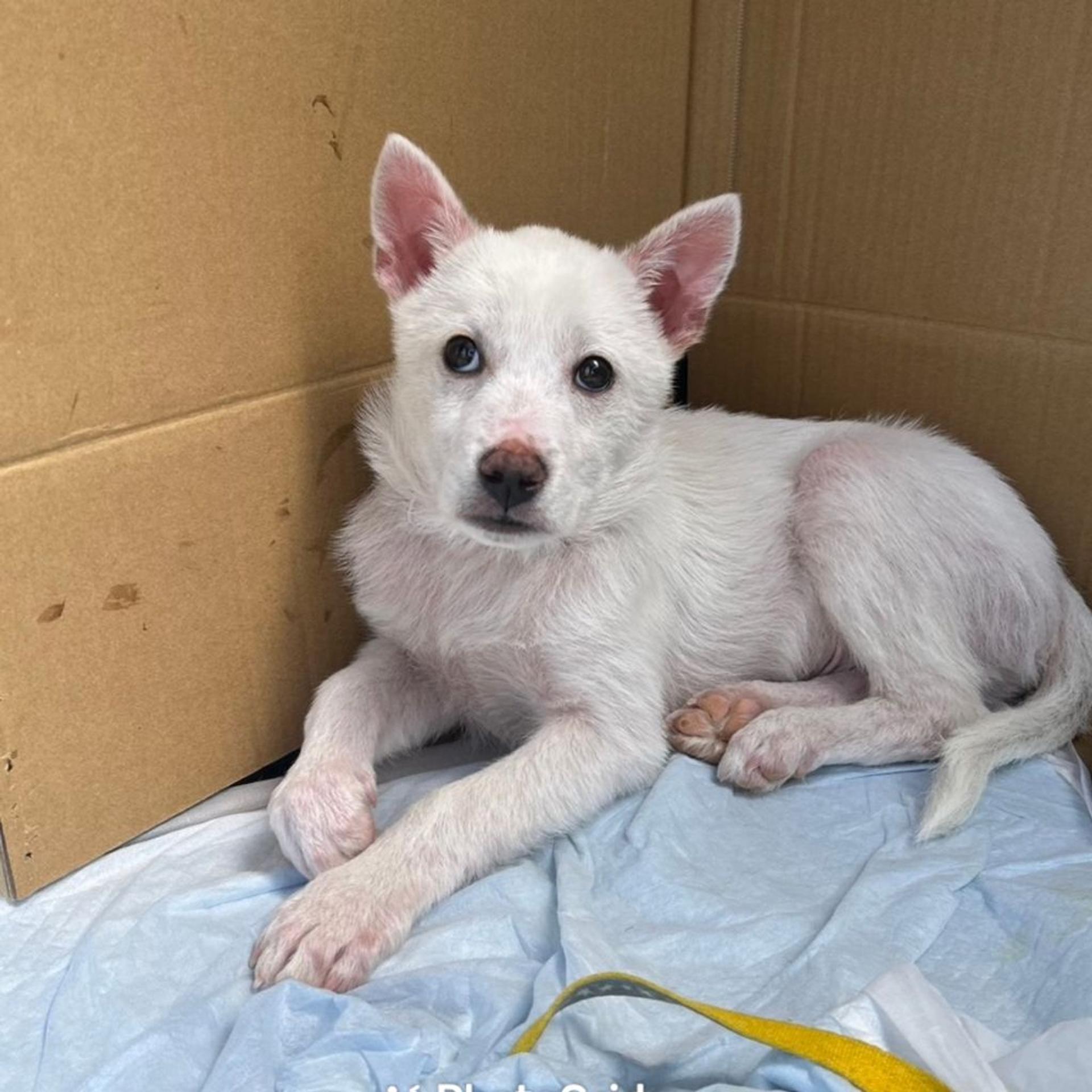 pet-image-2