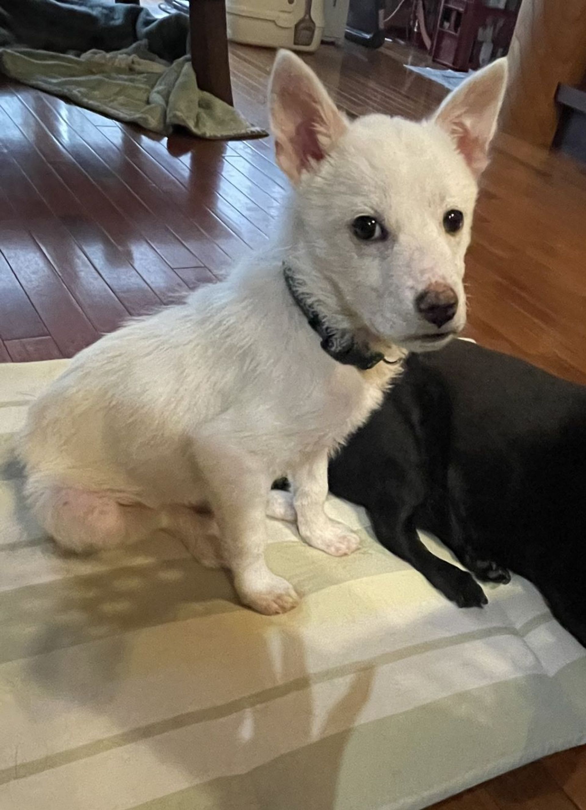 雑種（ミックス犬）・オスの里親募集の写真