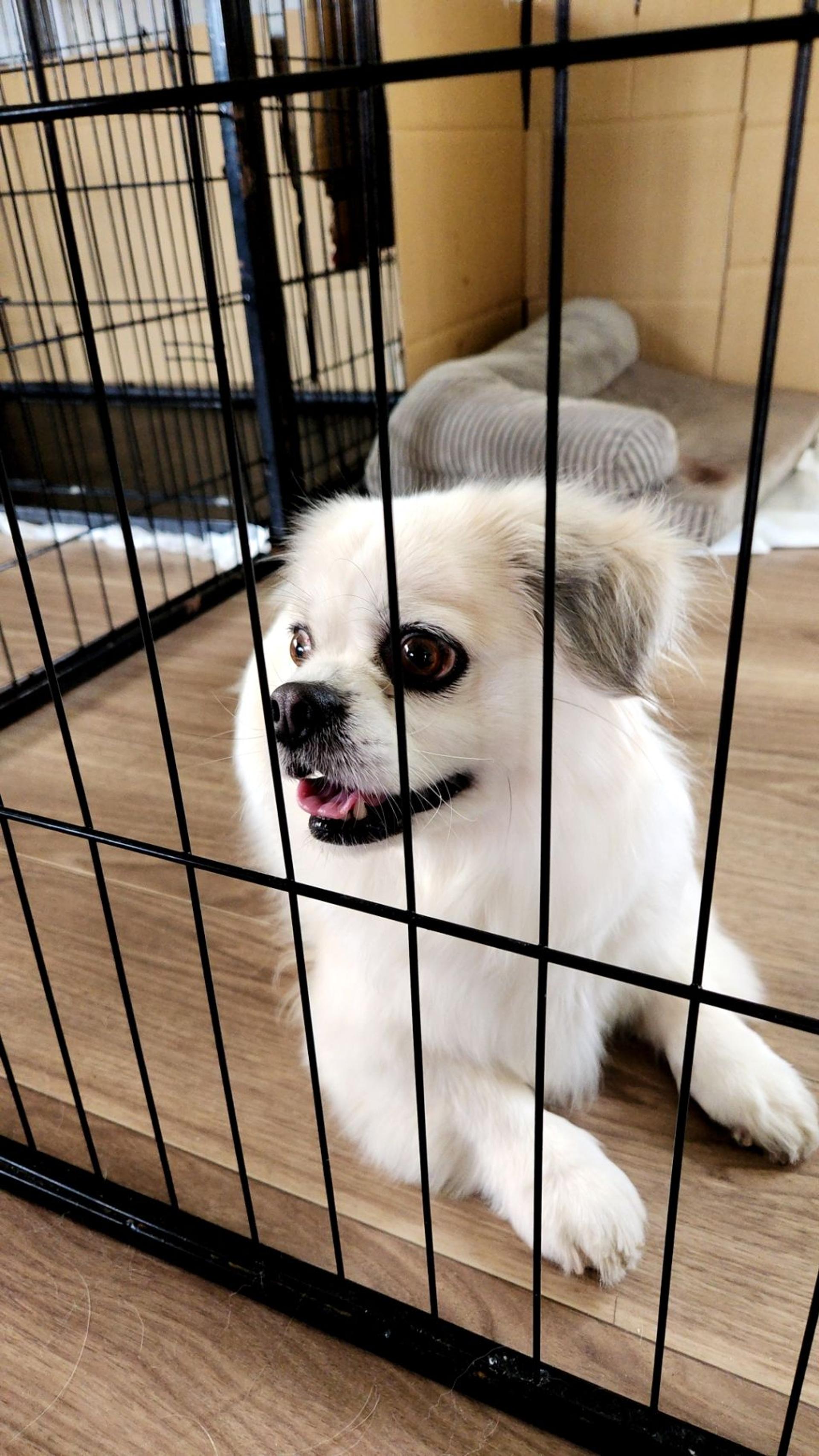 pet-image-3