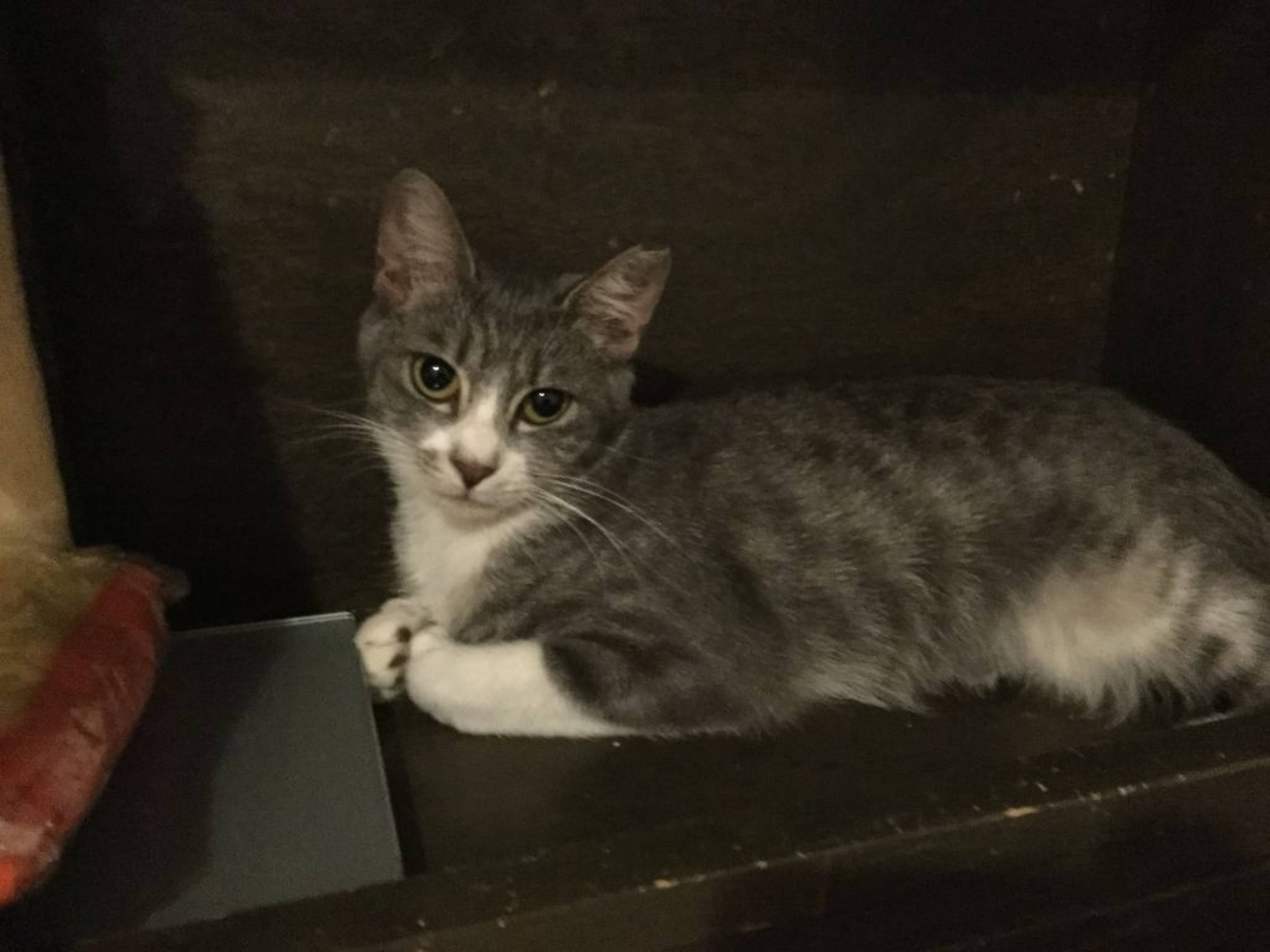 雑種（ミックス猫）・メスの里親募集の写真