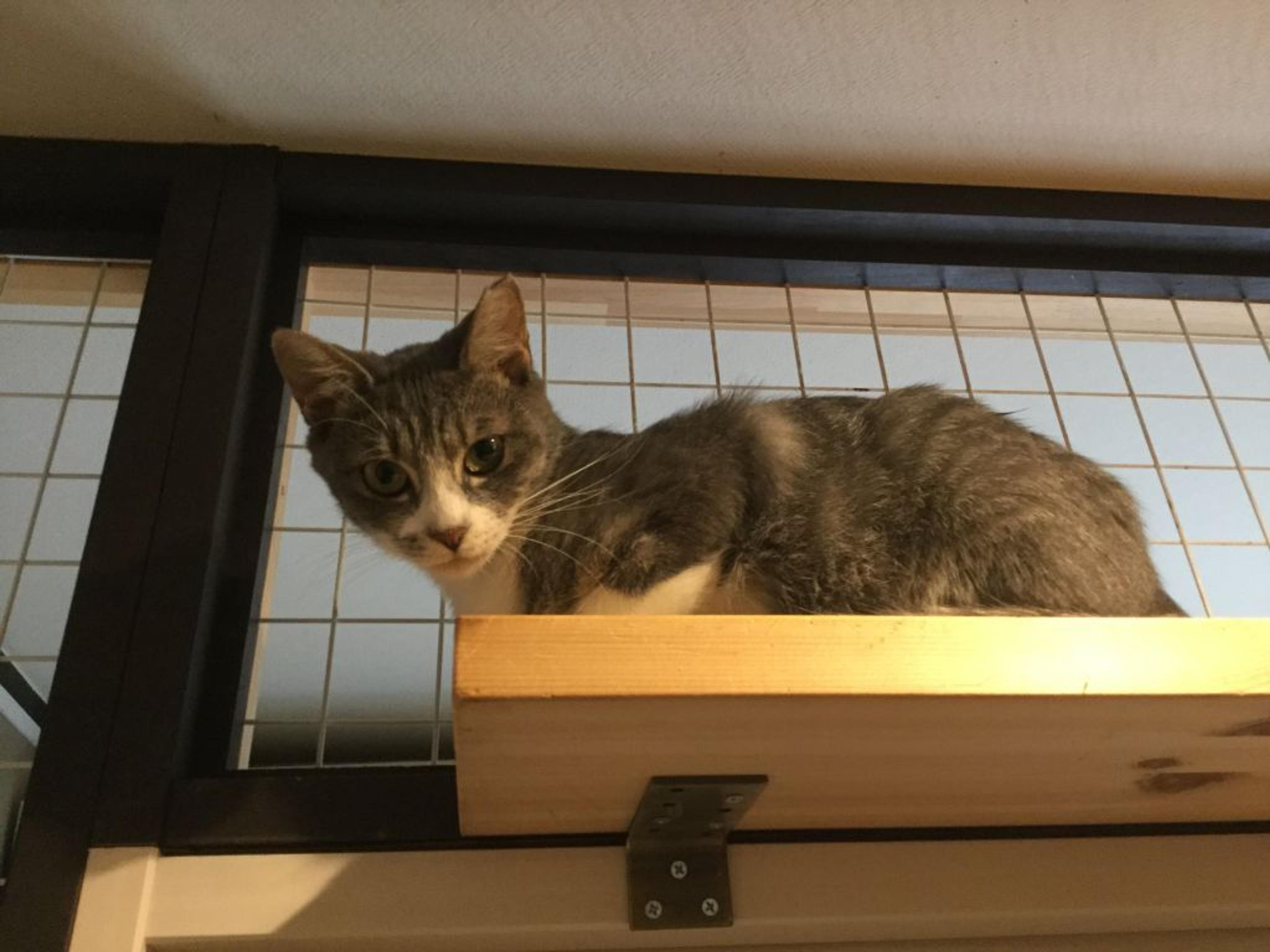 pet-image-3