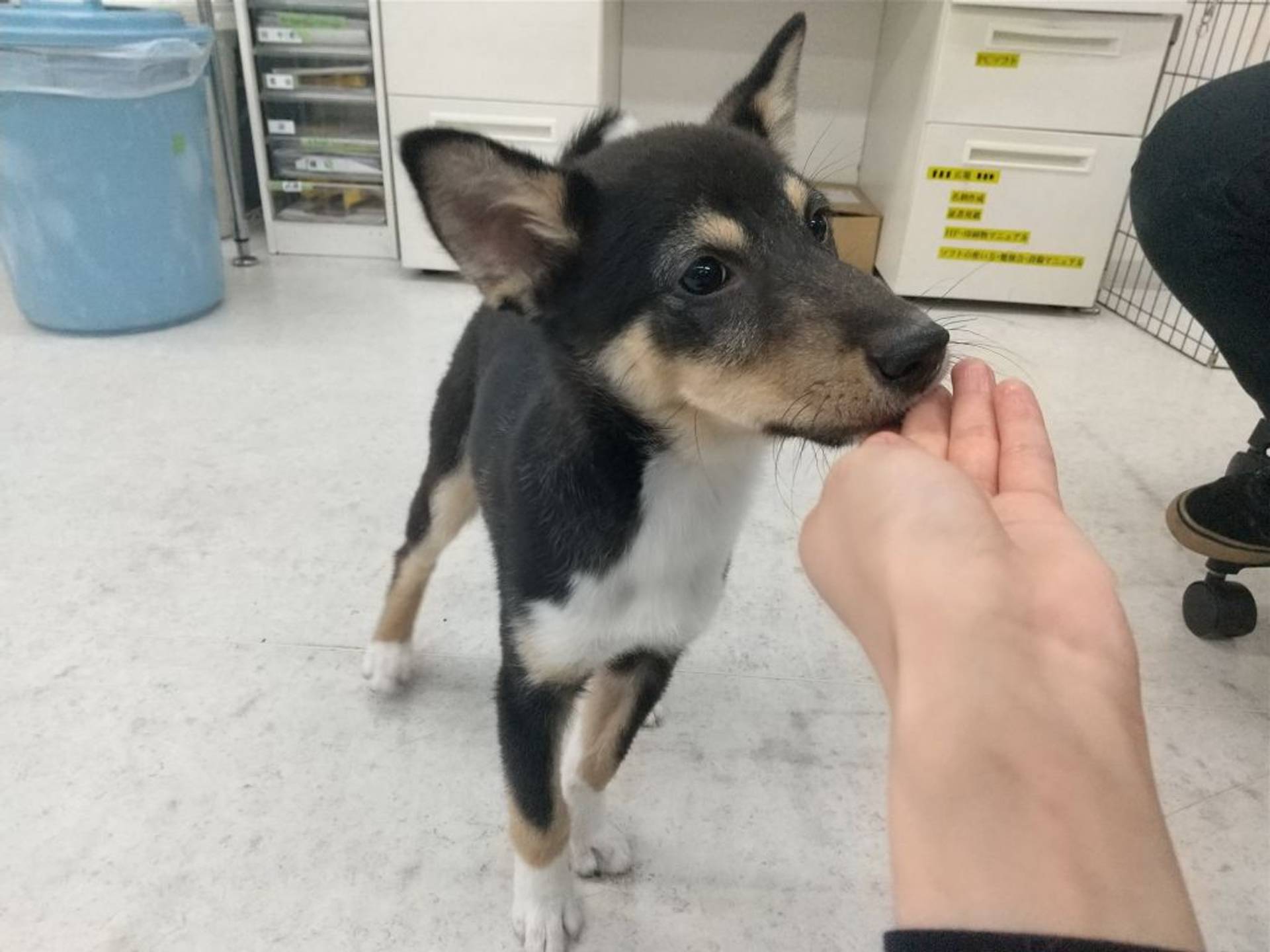 雑種（ミックス犬）・オスの里親募集の写真