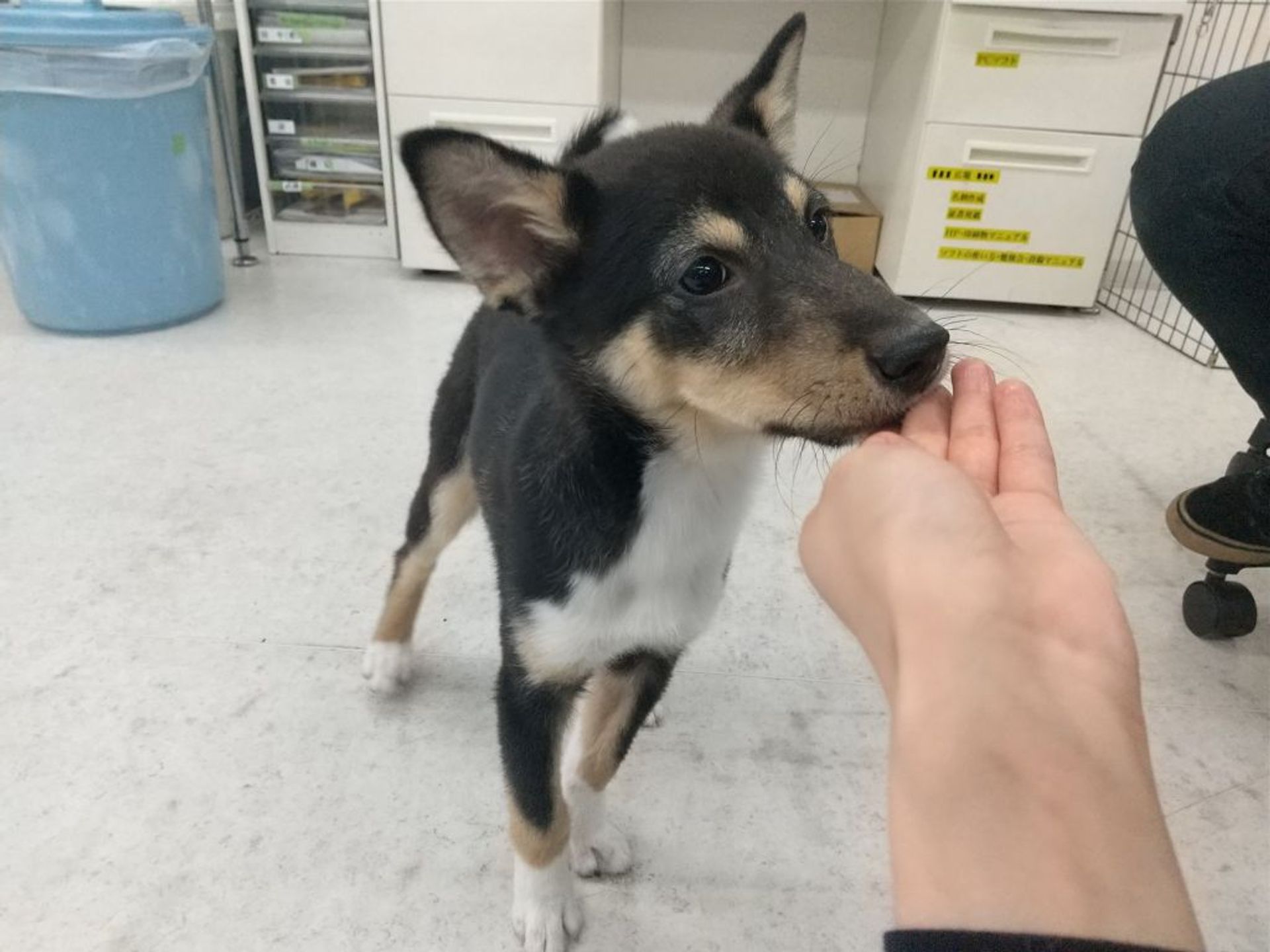 雑種（ミックス犬）・オスの里親募集の写真