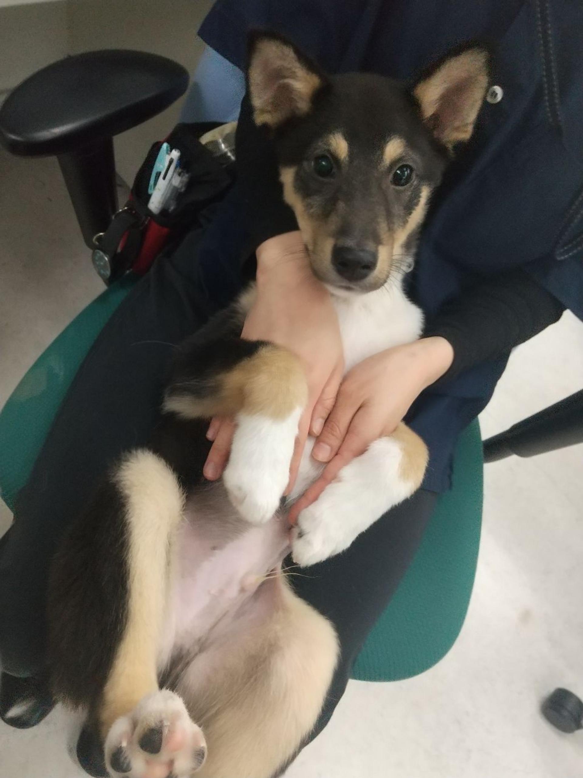 pet-image-2