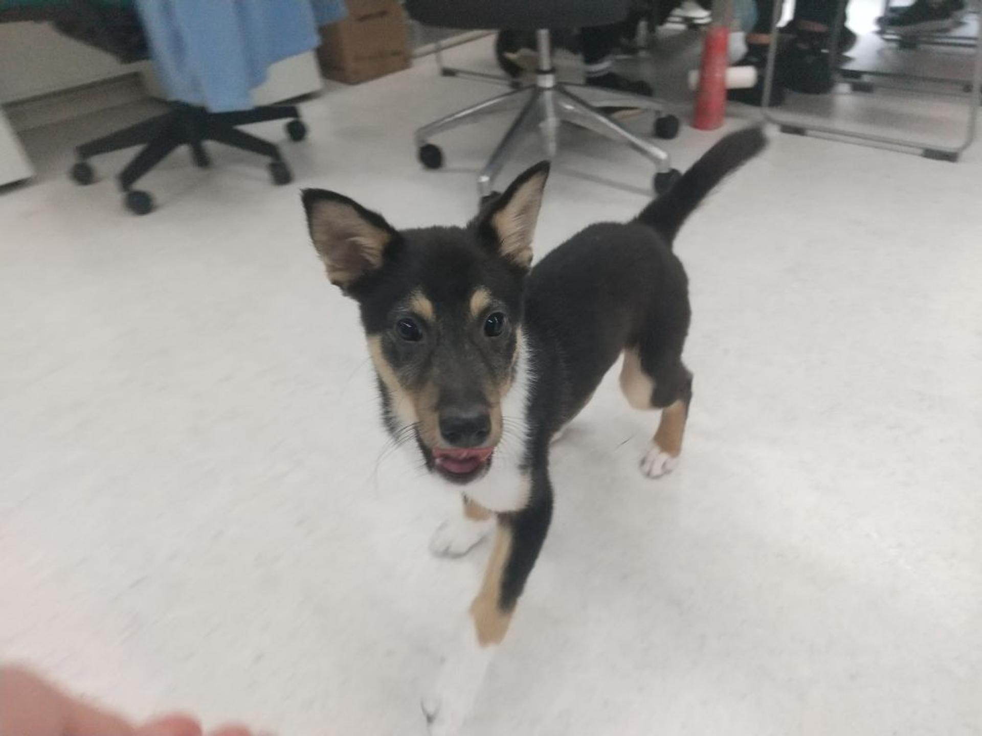 pet-image-3