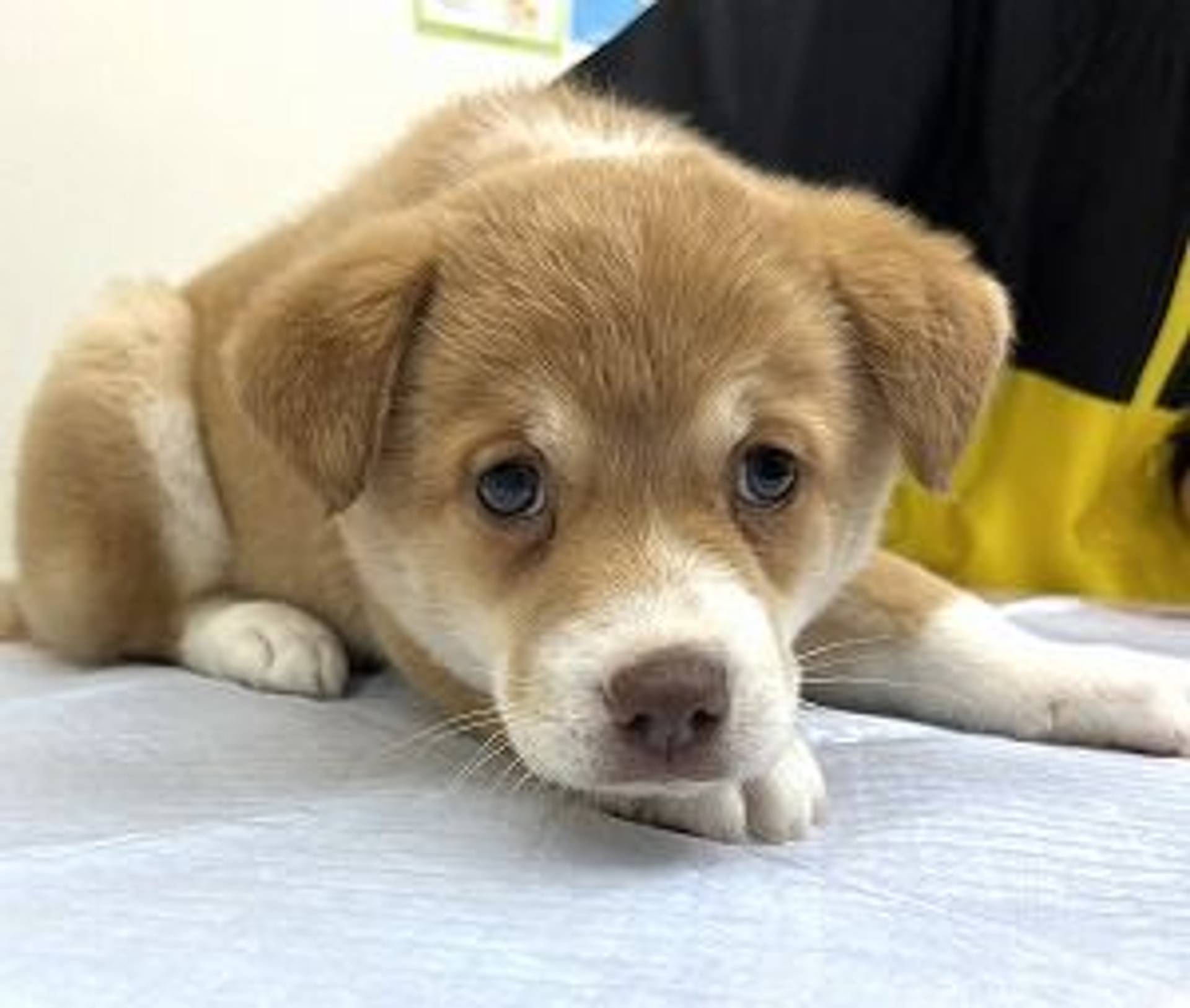 雑種（ミックス犬）・メスの里親募集の写真