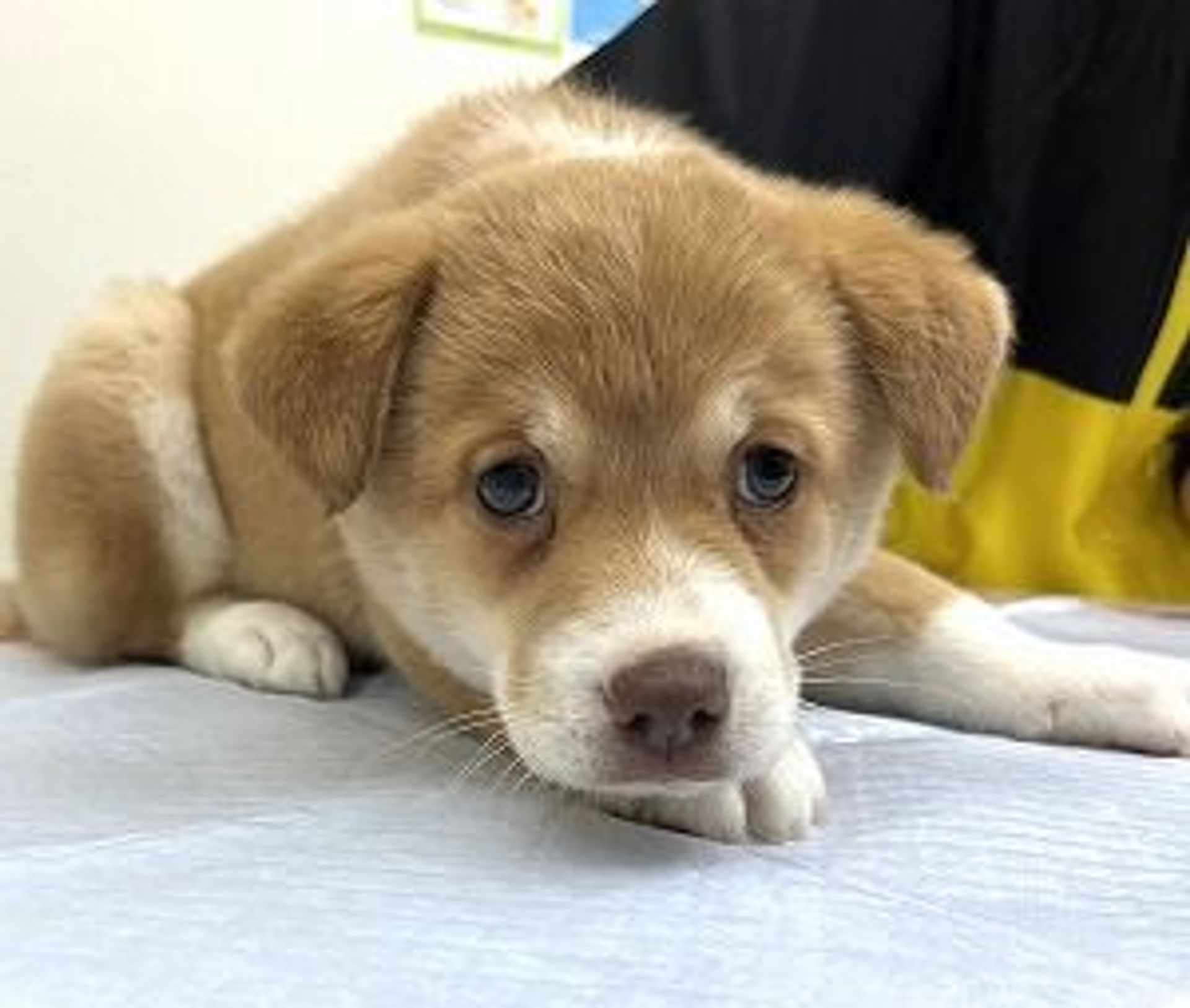 雑種（ミックス犬）・メスの里親募集の写真