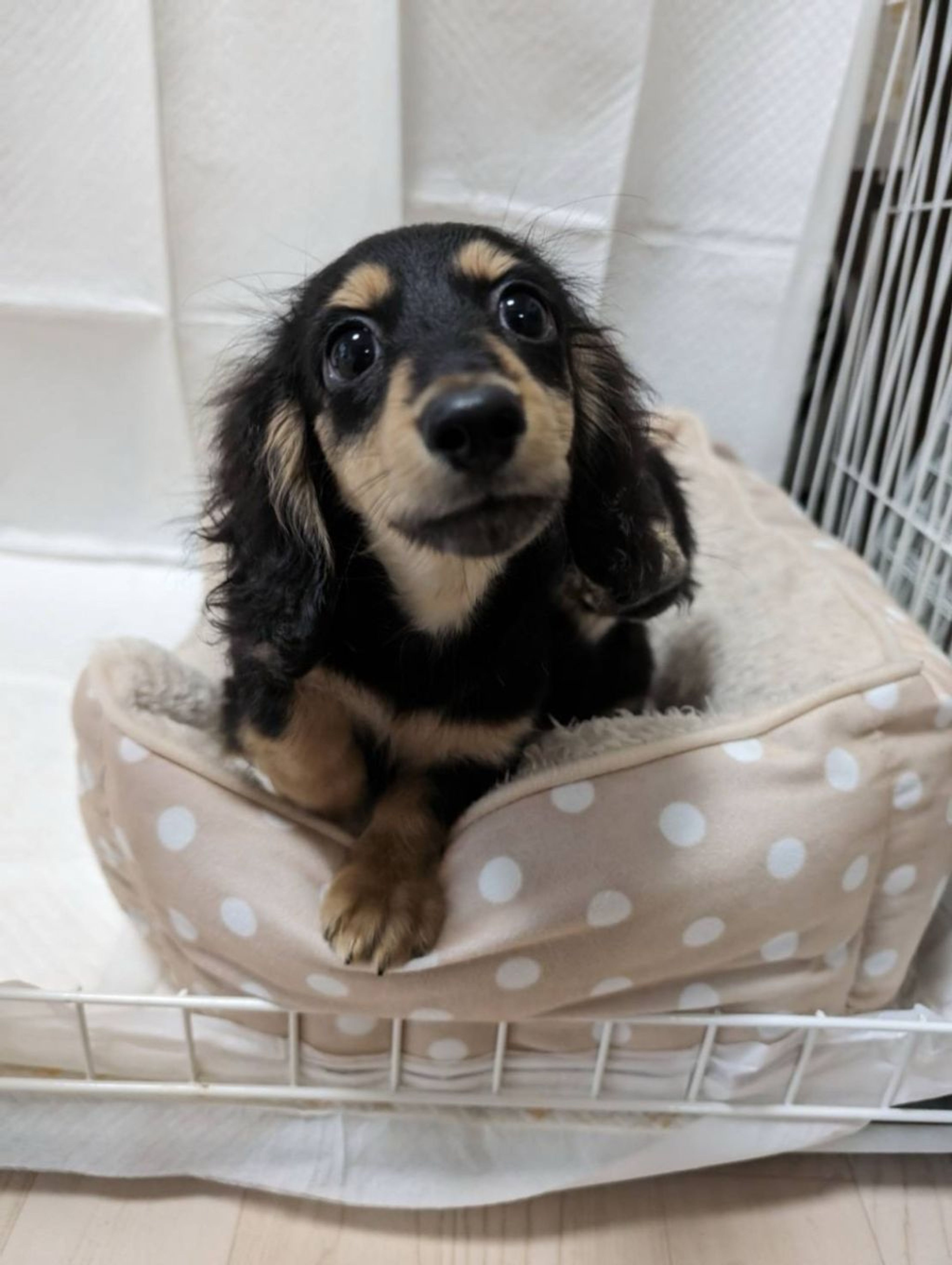 pet-image-4
