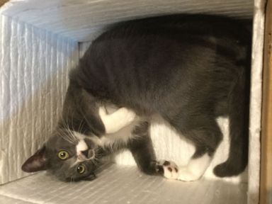 ぽぽの写真