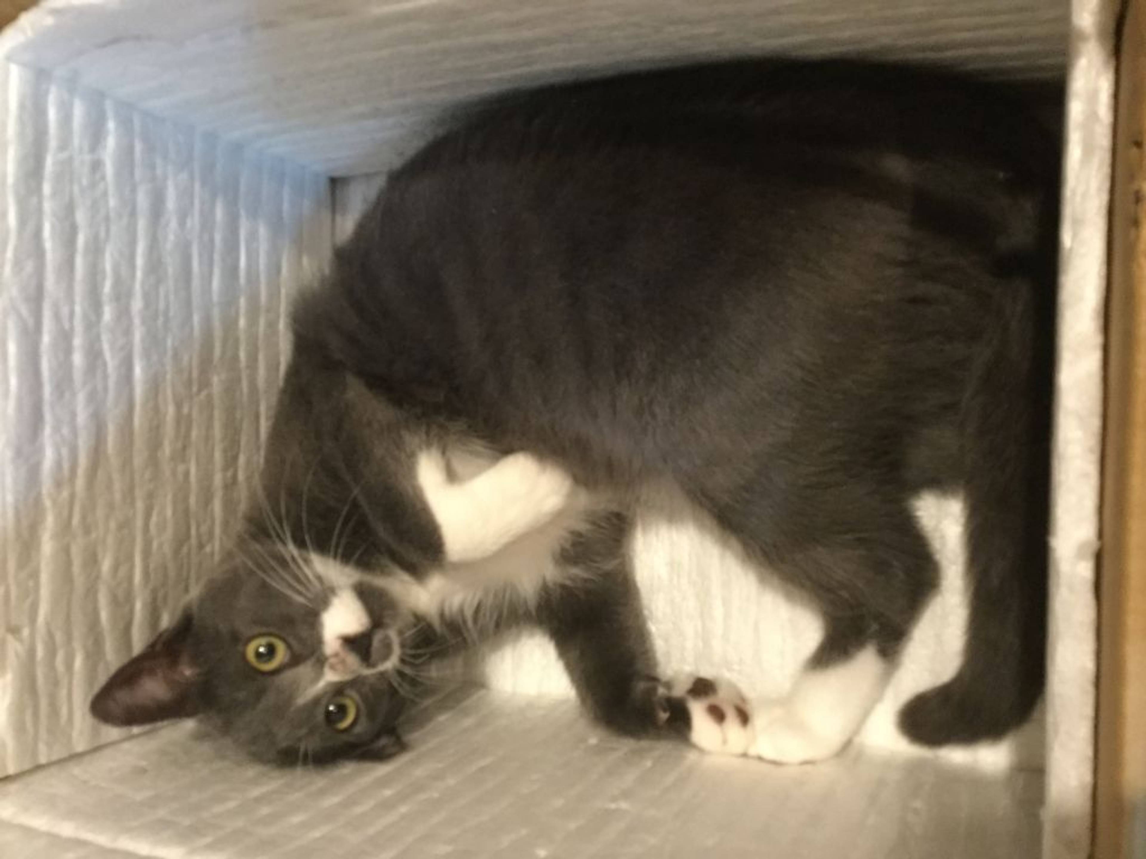 雑種（ミックス猫）・オスの里親募集の写真