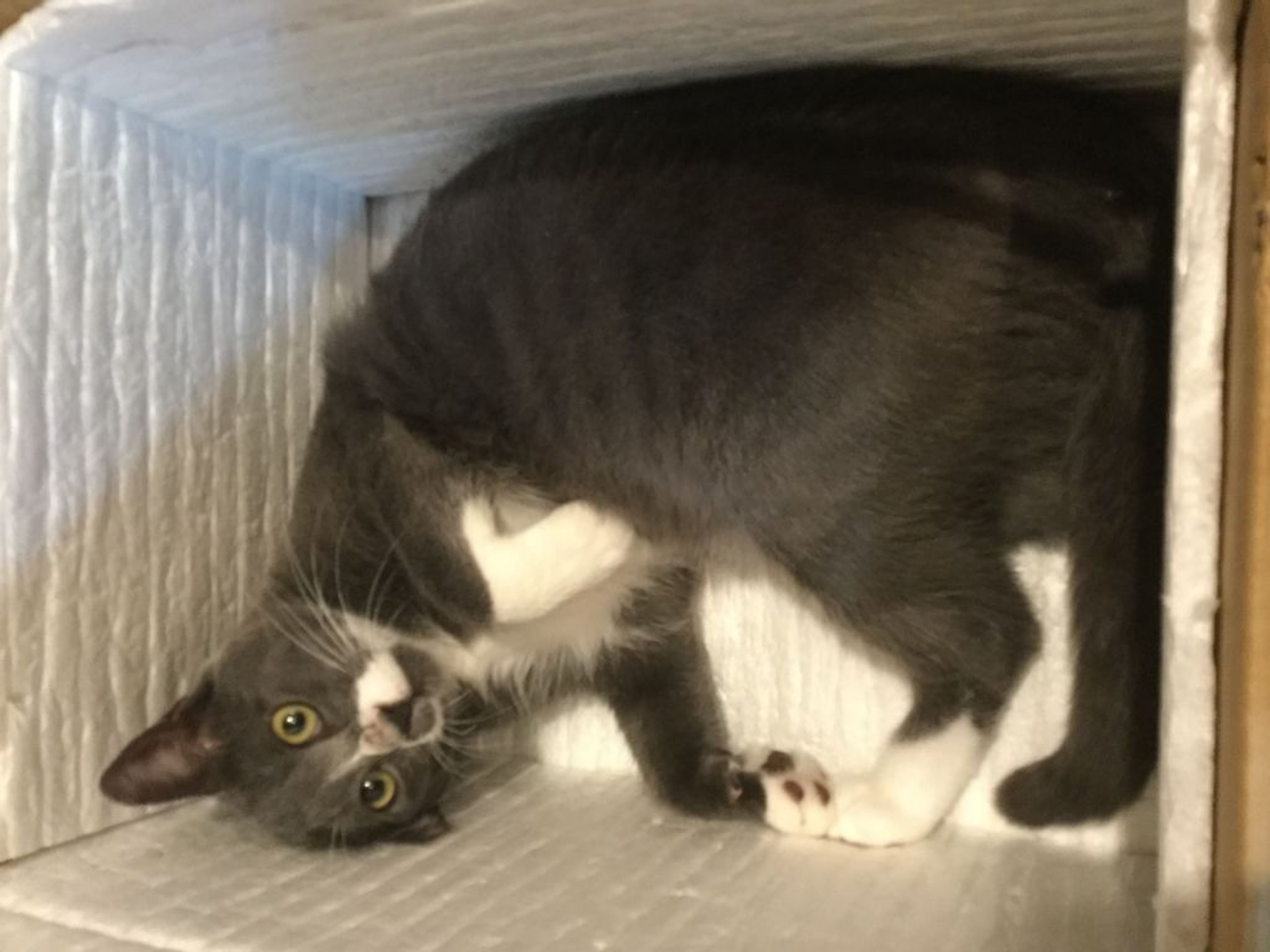 雑種（ミックス猫）・オスの里親募集の写真