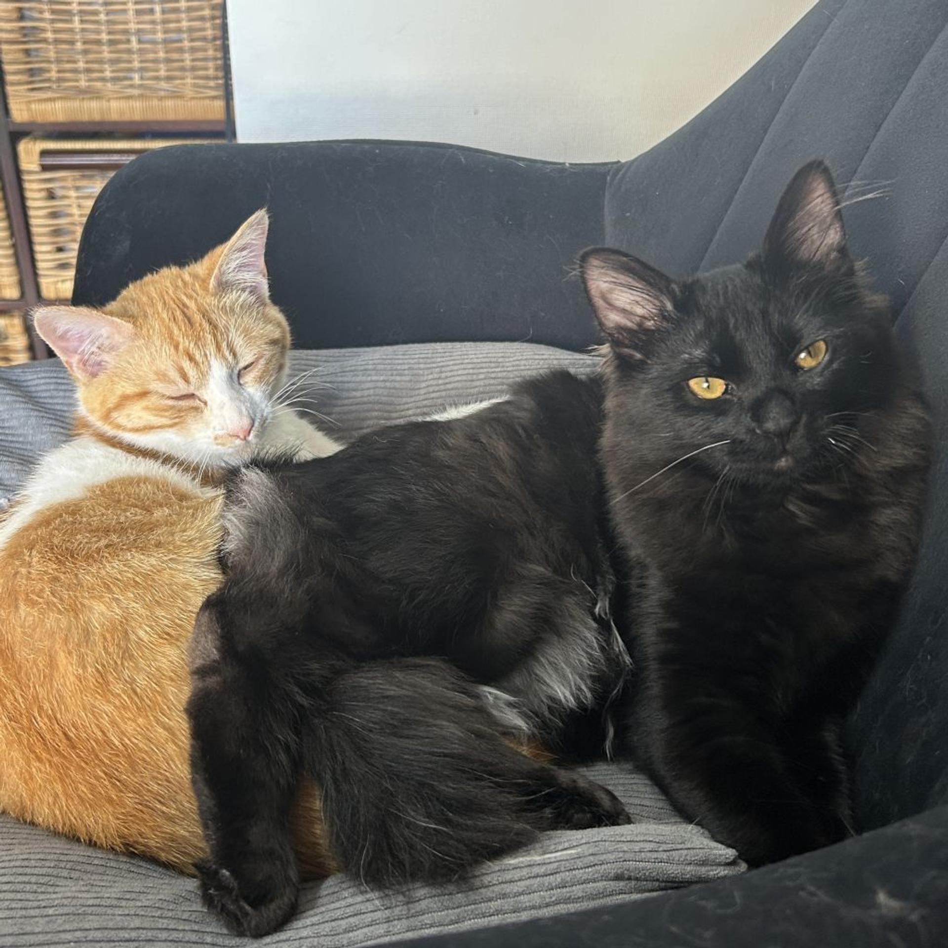 pet-image-3