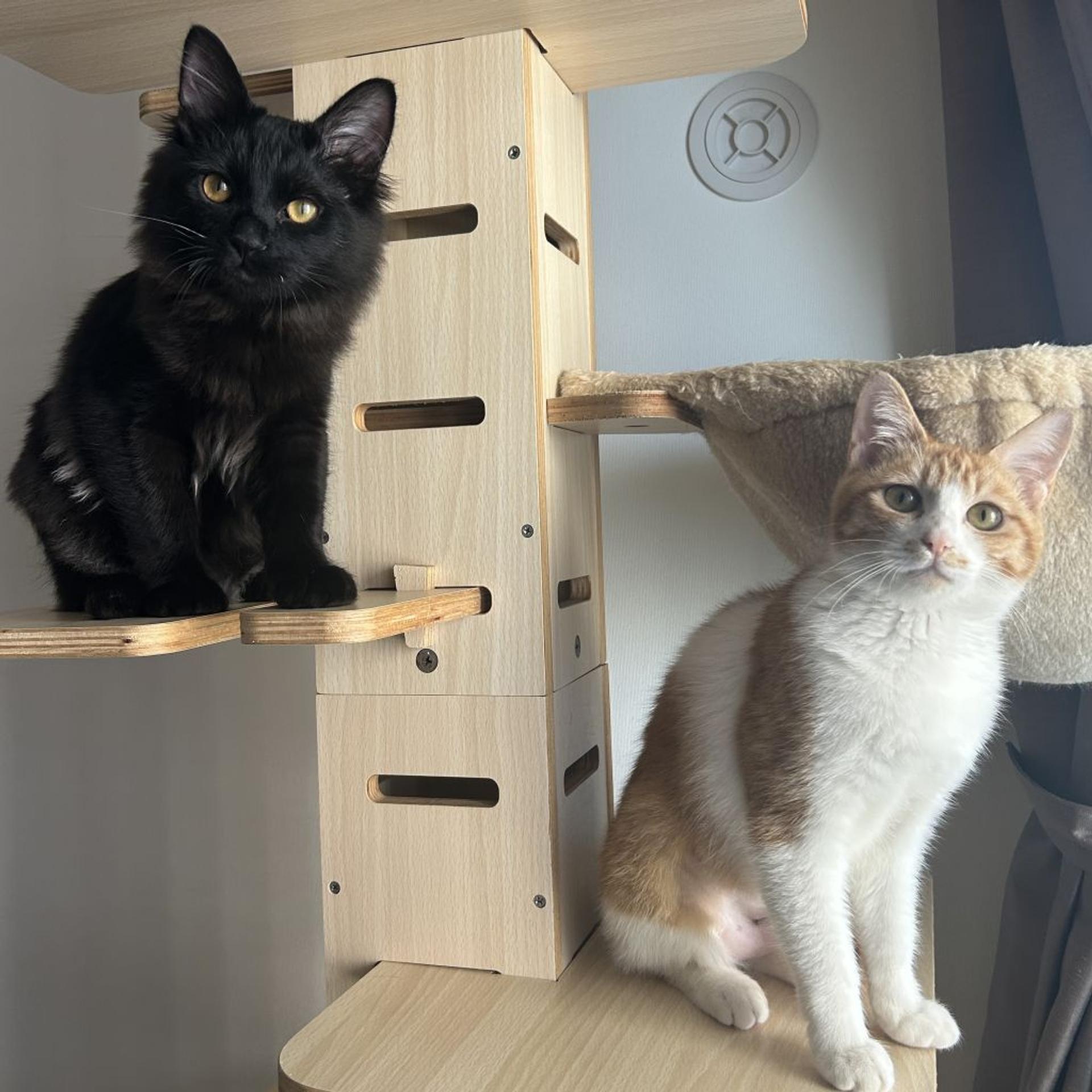 pet-image-4