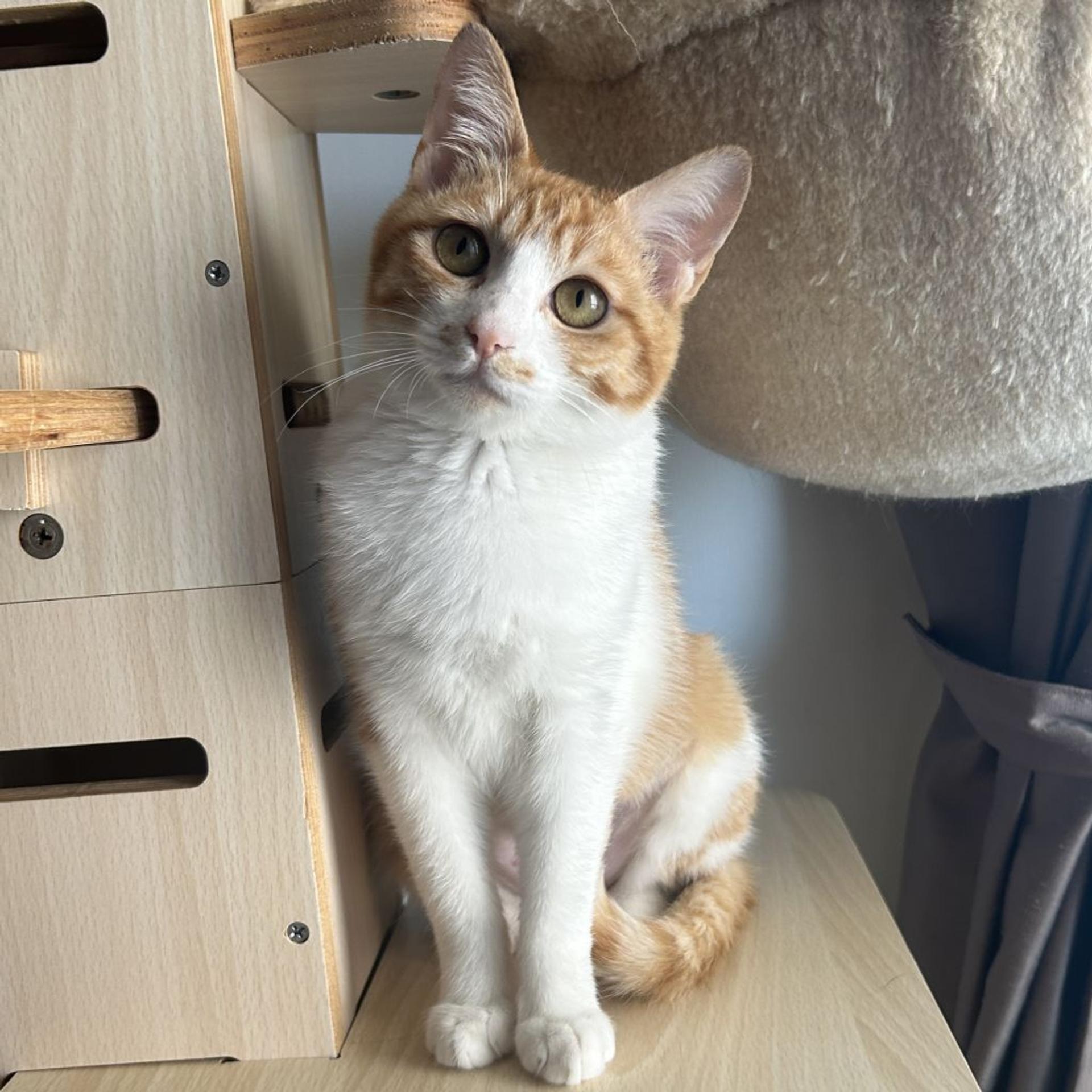 pet-image-6
