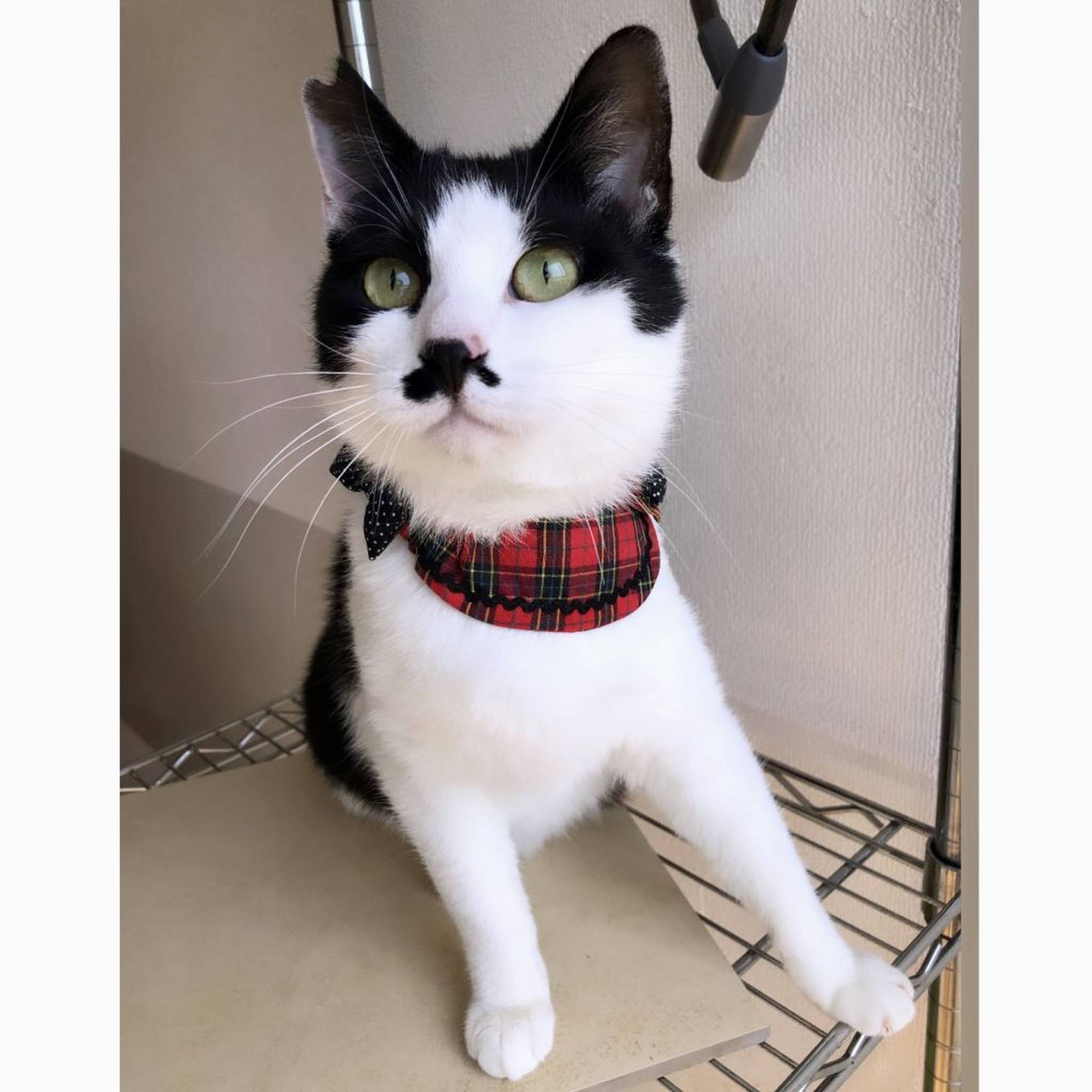 雑種（ミックス猫）・オスの里親募集の写真
