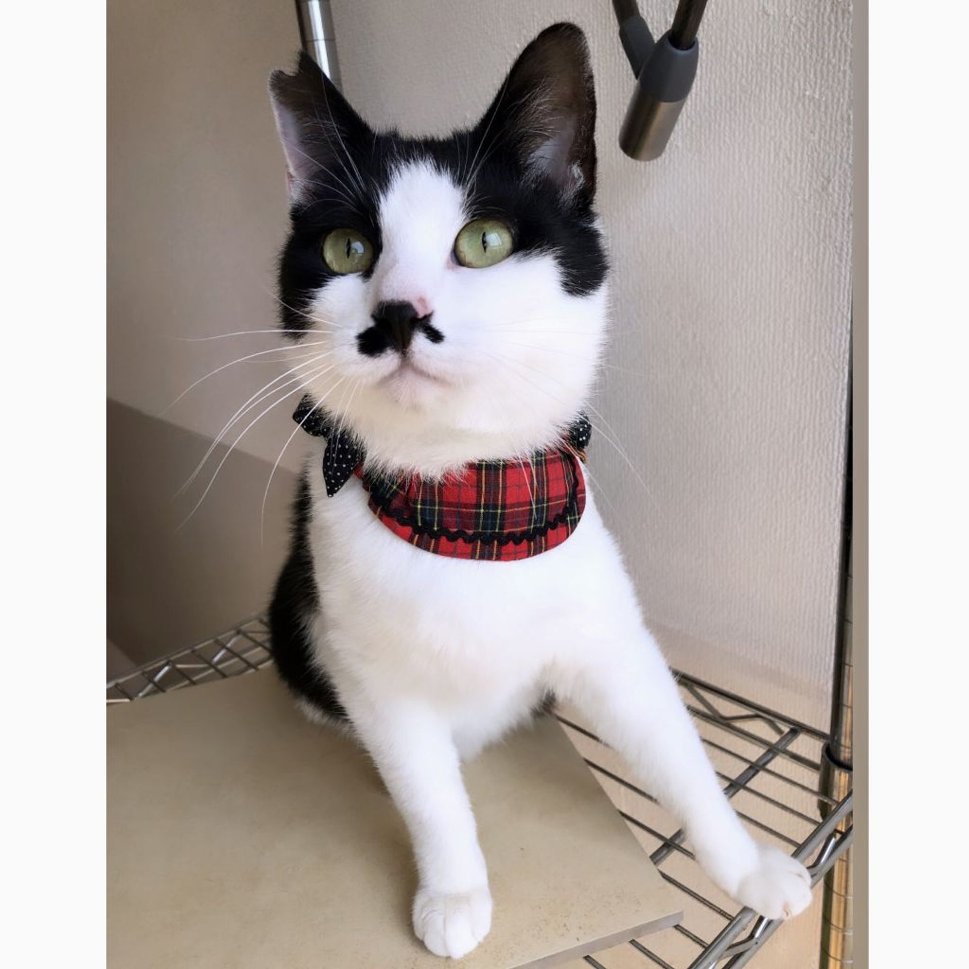 雑種（ミックス猫）・オスの里親募集の写真