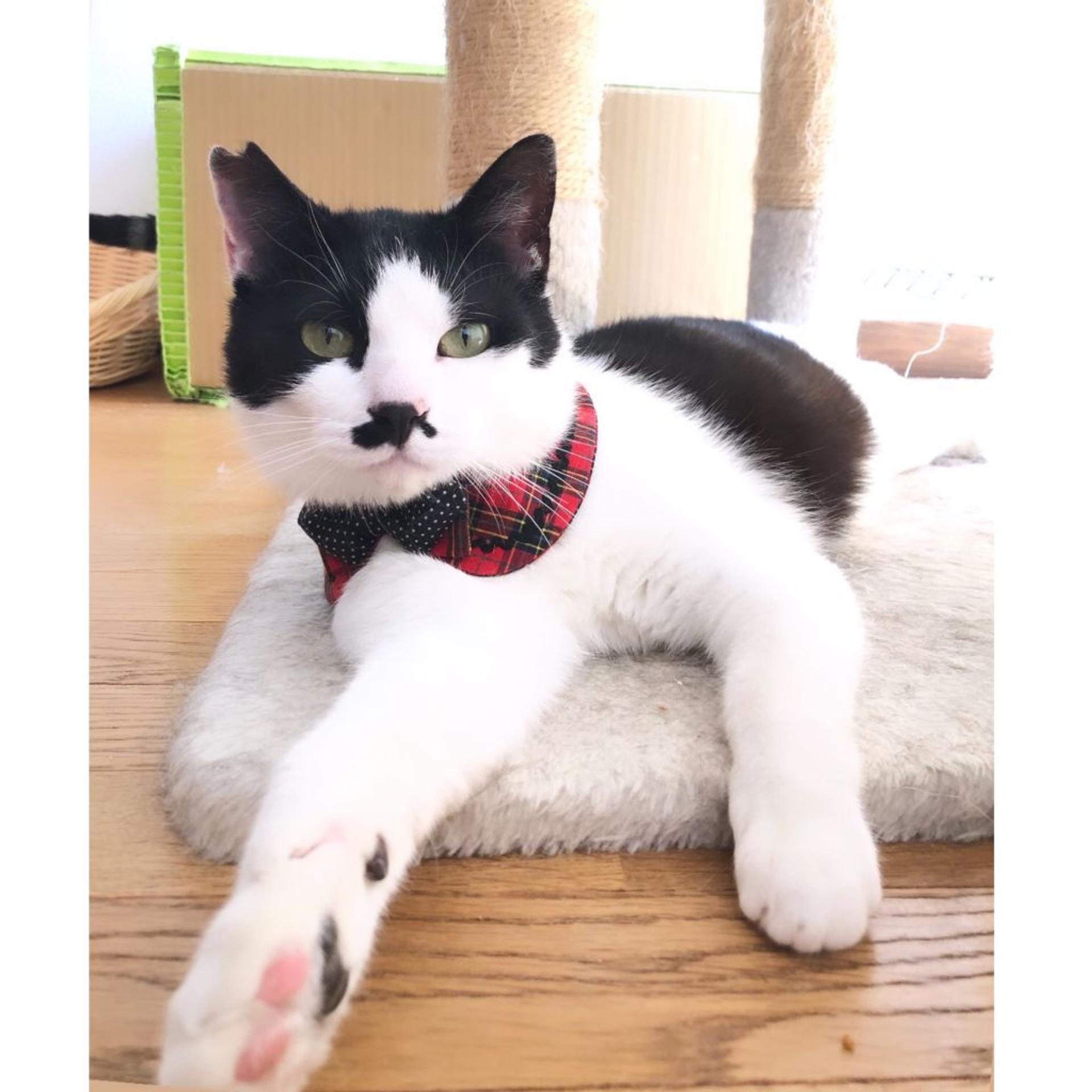 pet-image-3