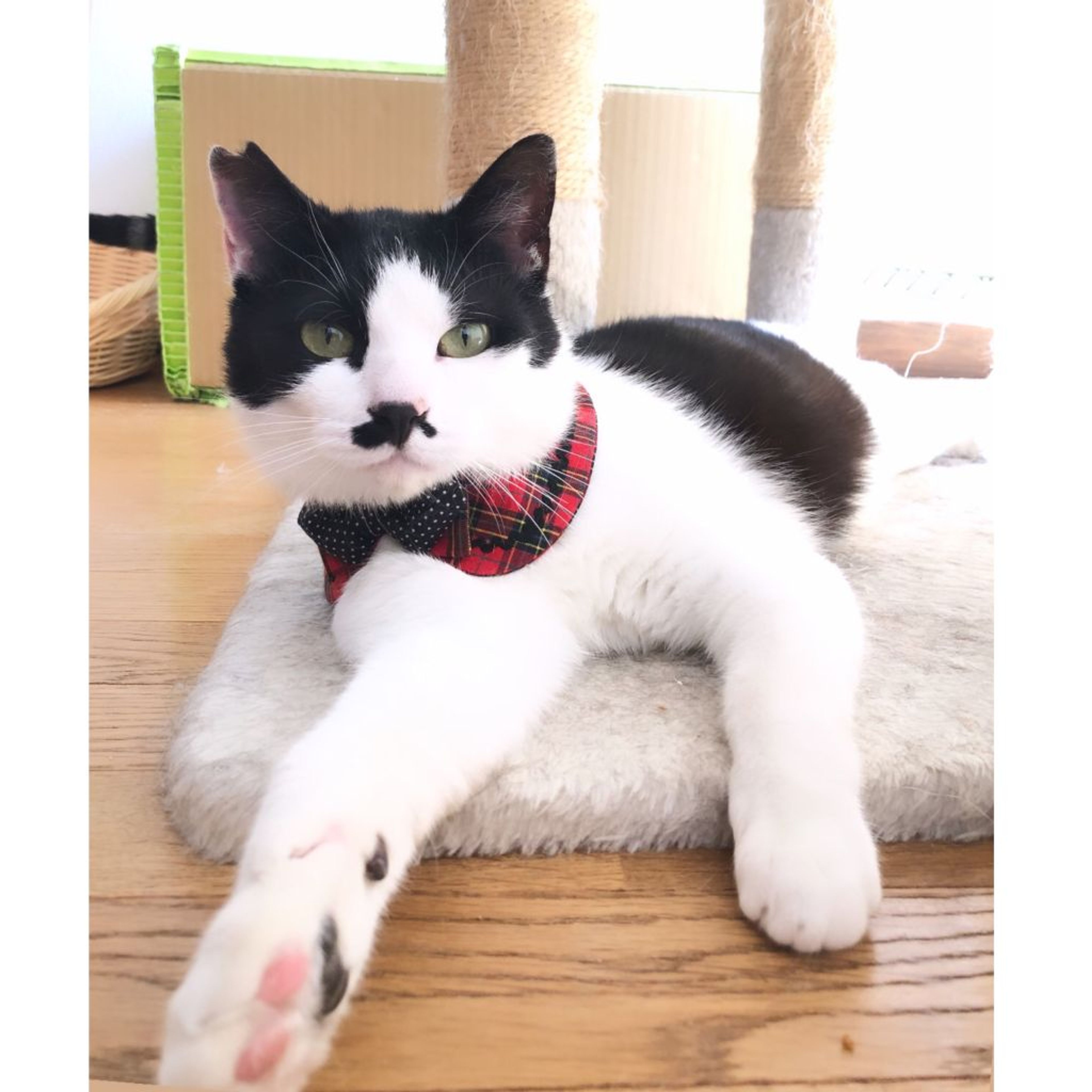 pet-image-3