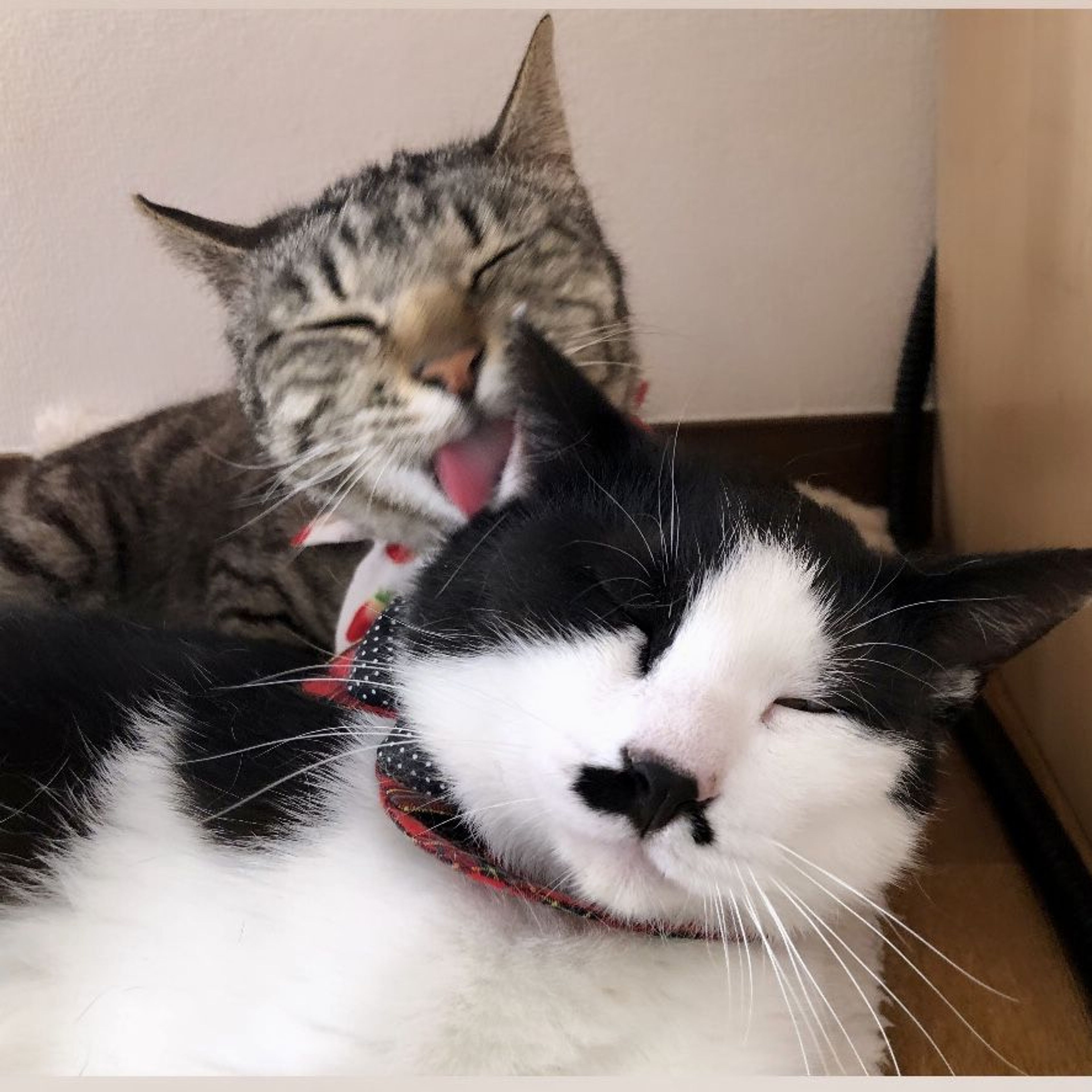 pet-image-2