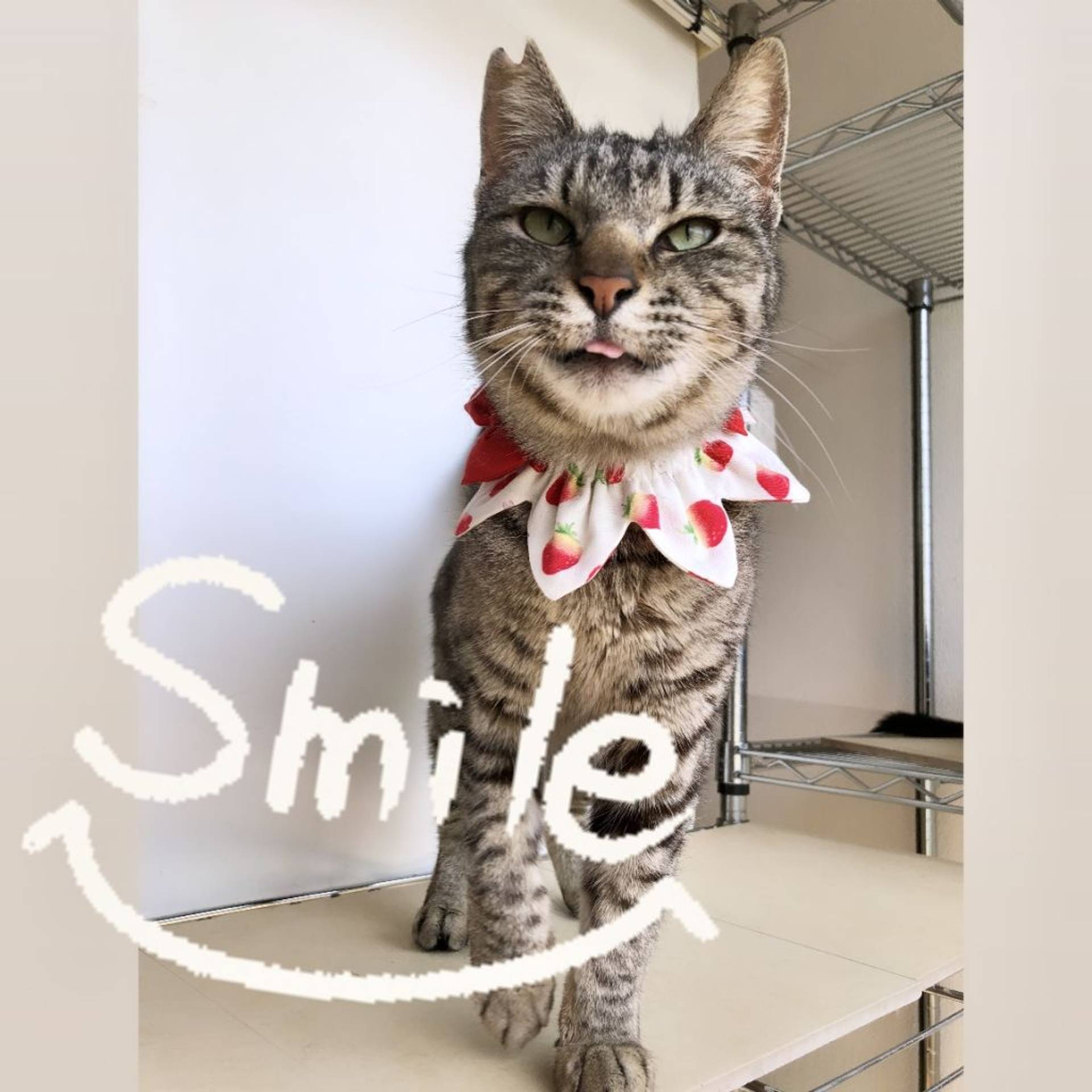 雑種（ミックス猫）・メスの里親募集の写真