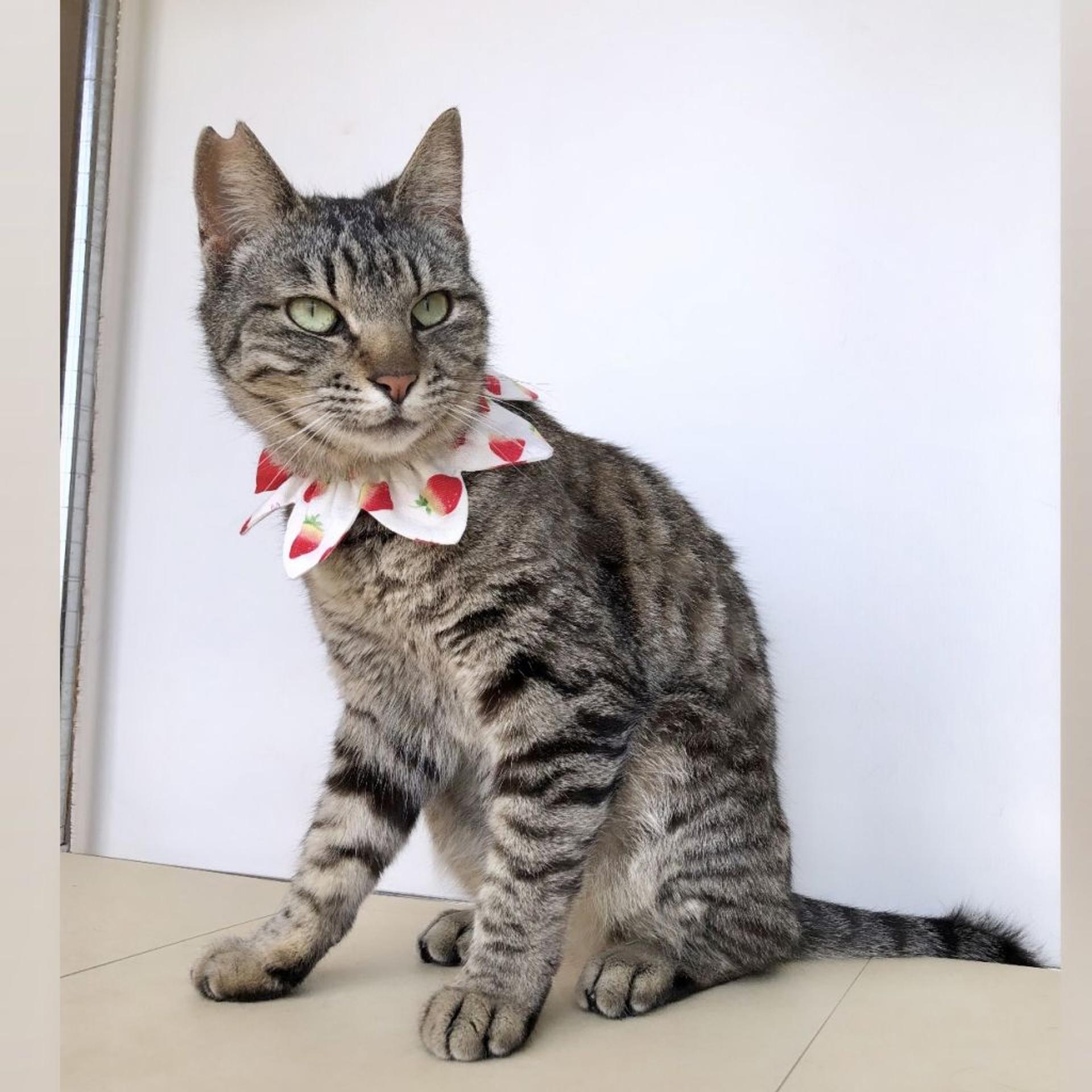 pet-image-3