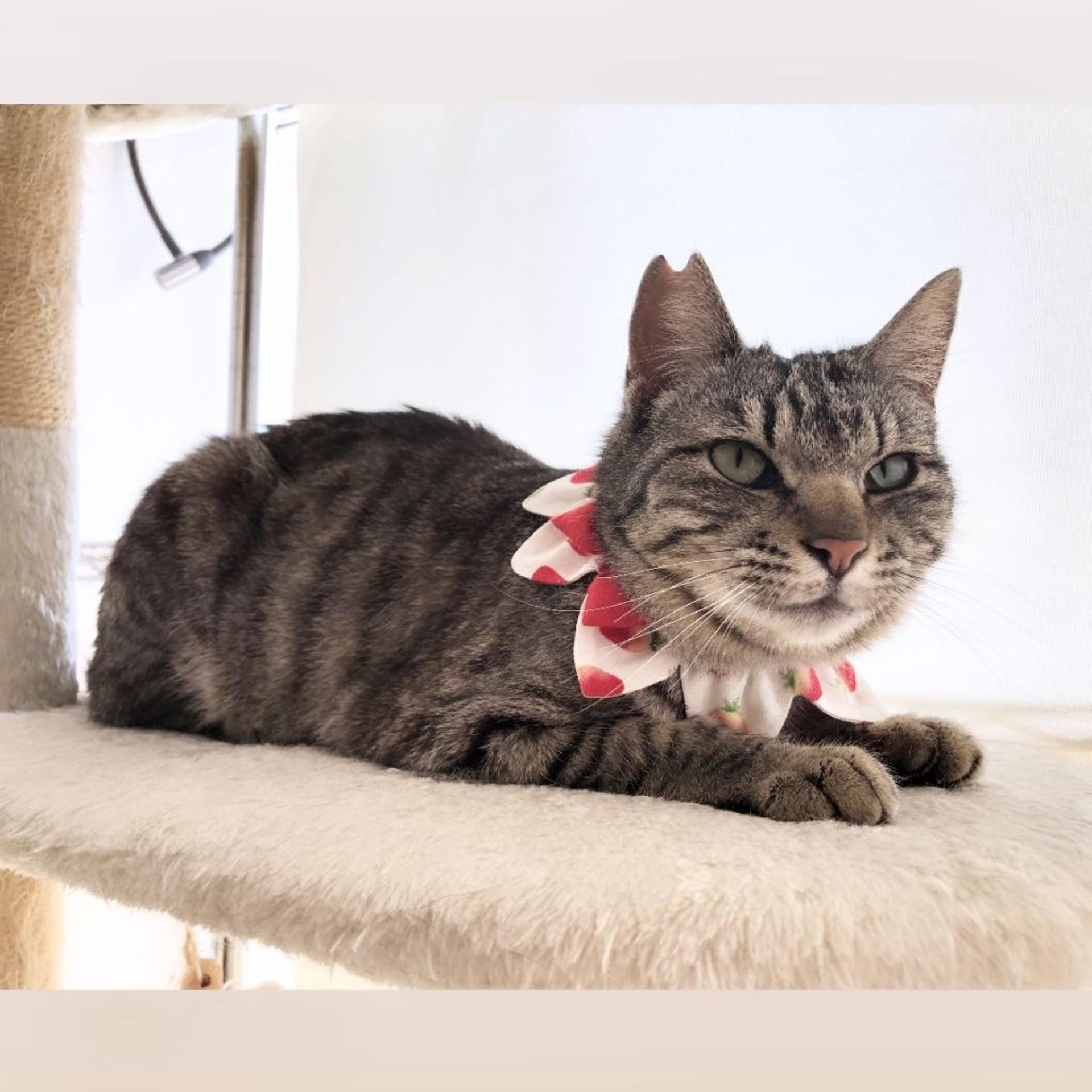 pet-image-6
