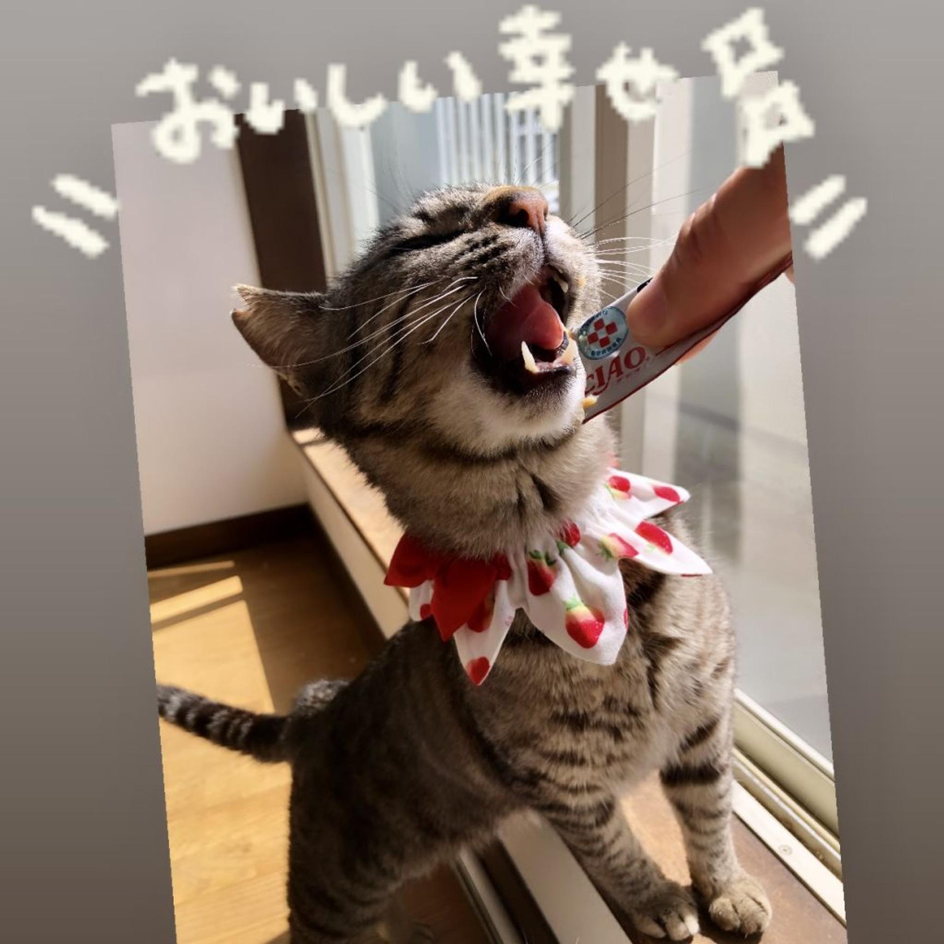 pet-image-8
