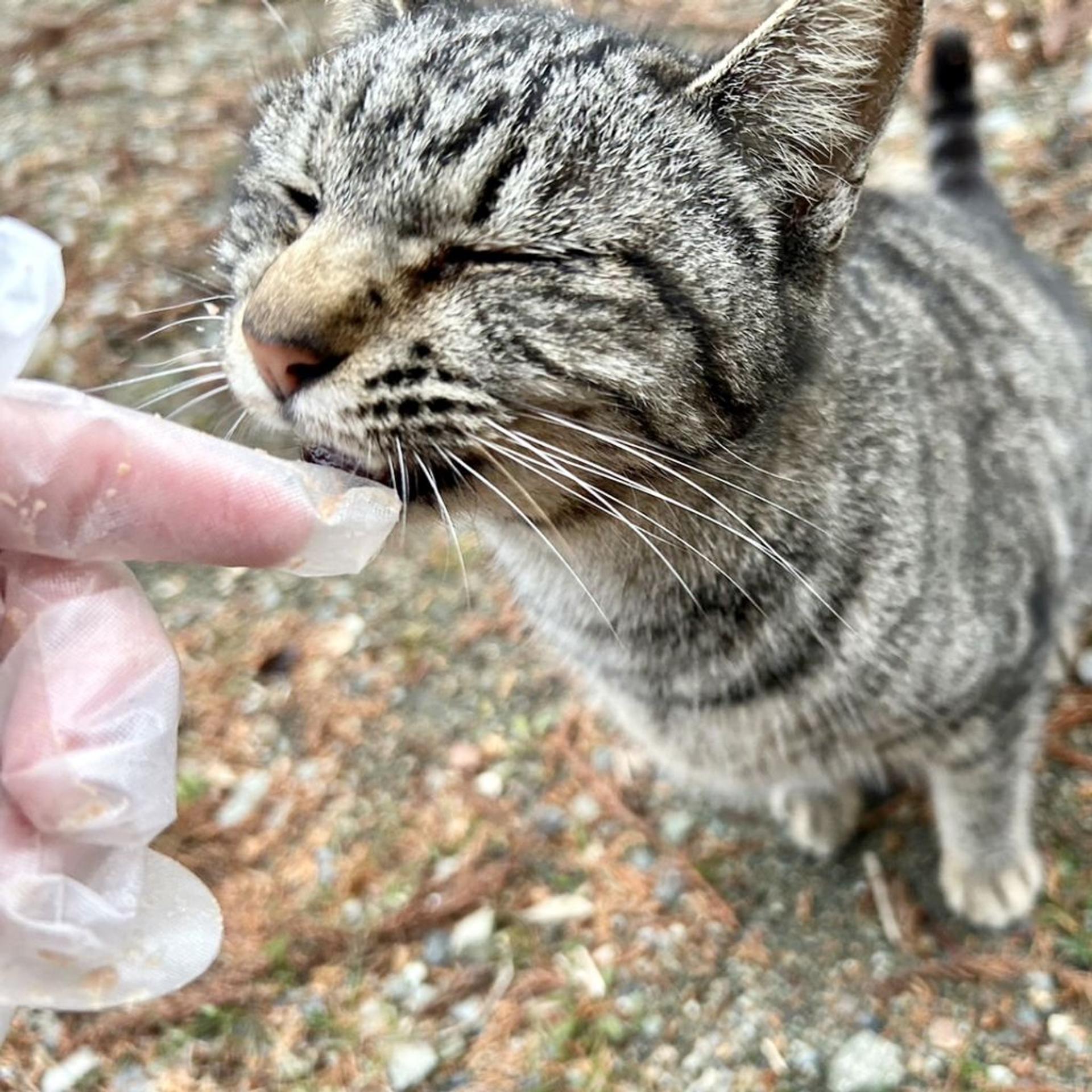 pet-image-10