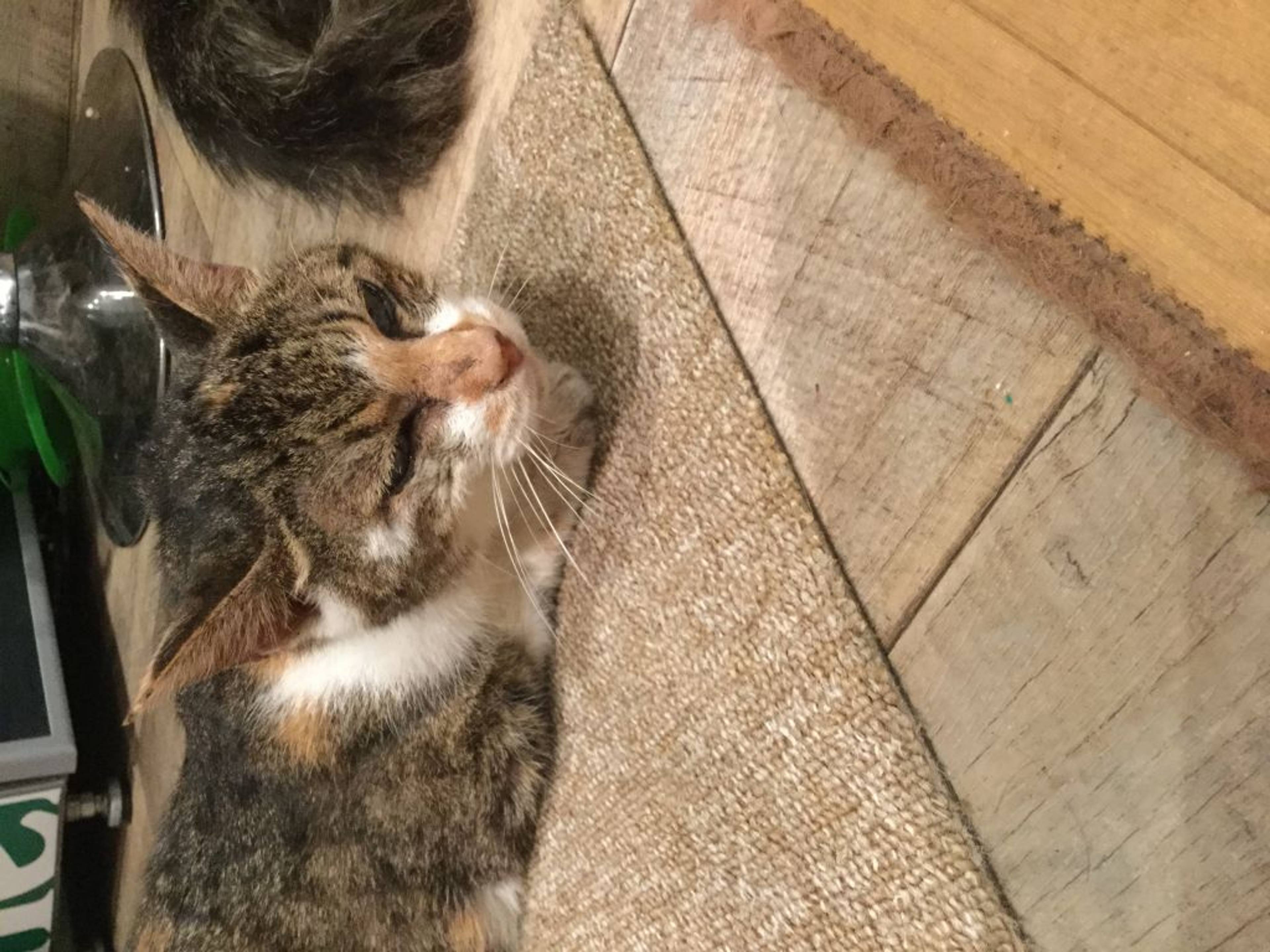 雑種（ミックス猫）・メスの里親募集の写真