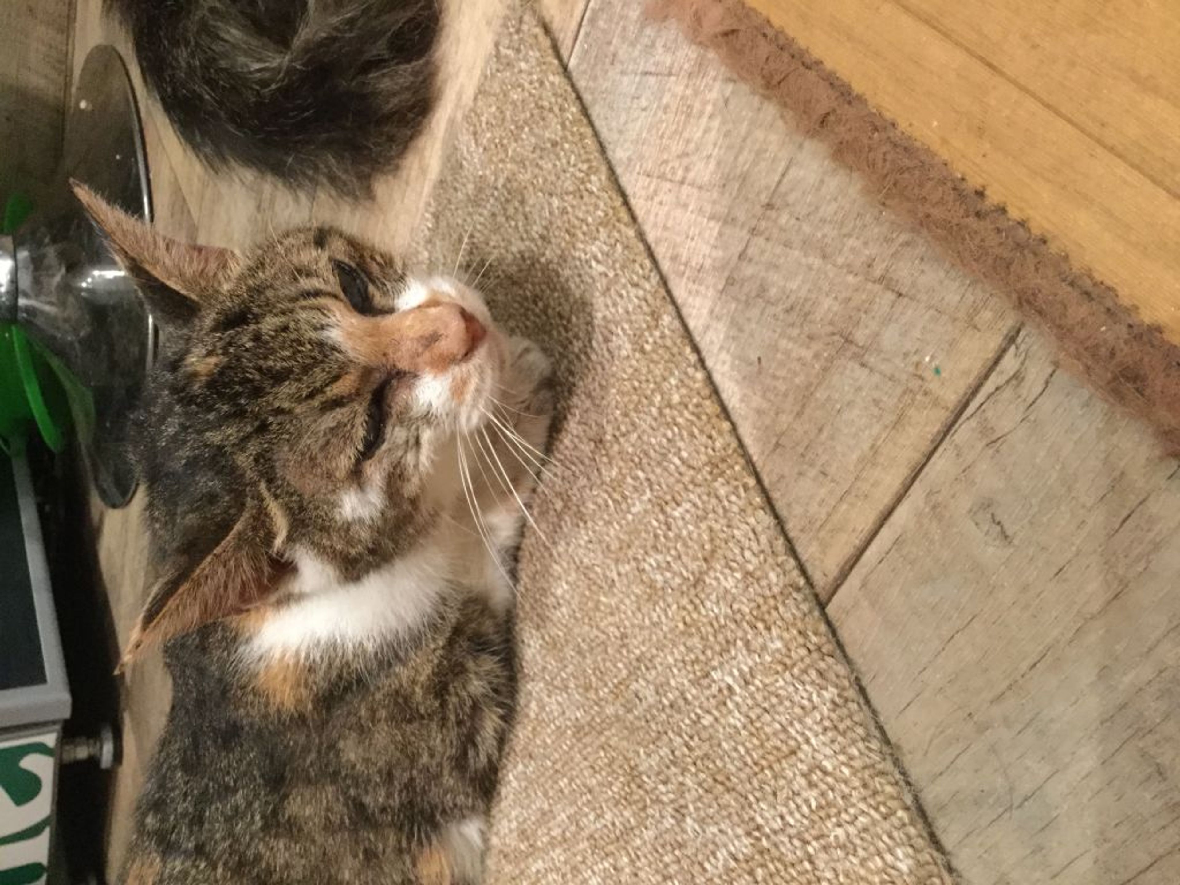 雑種（ミックス猫）・メスの里親募集の写真