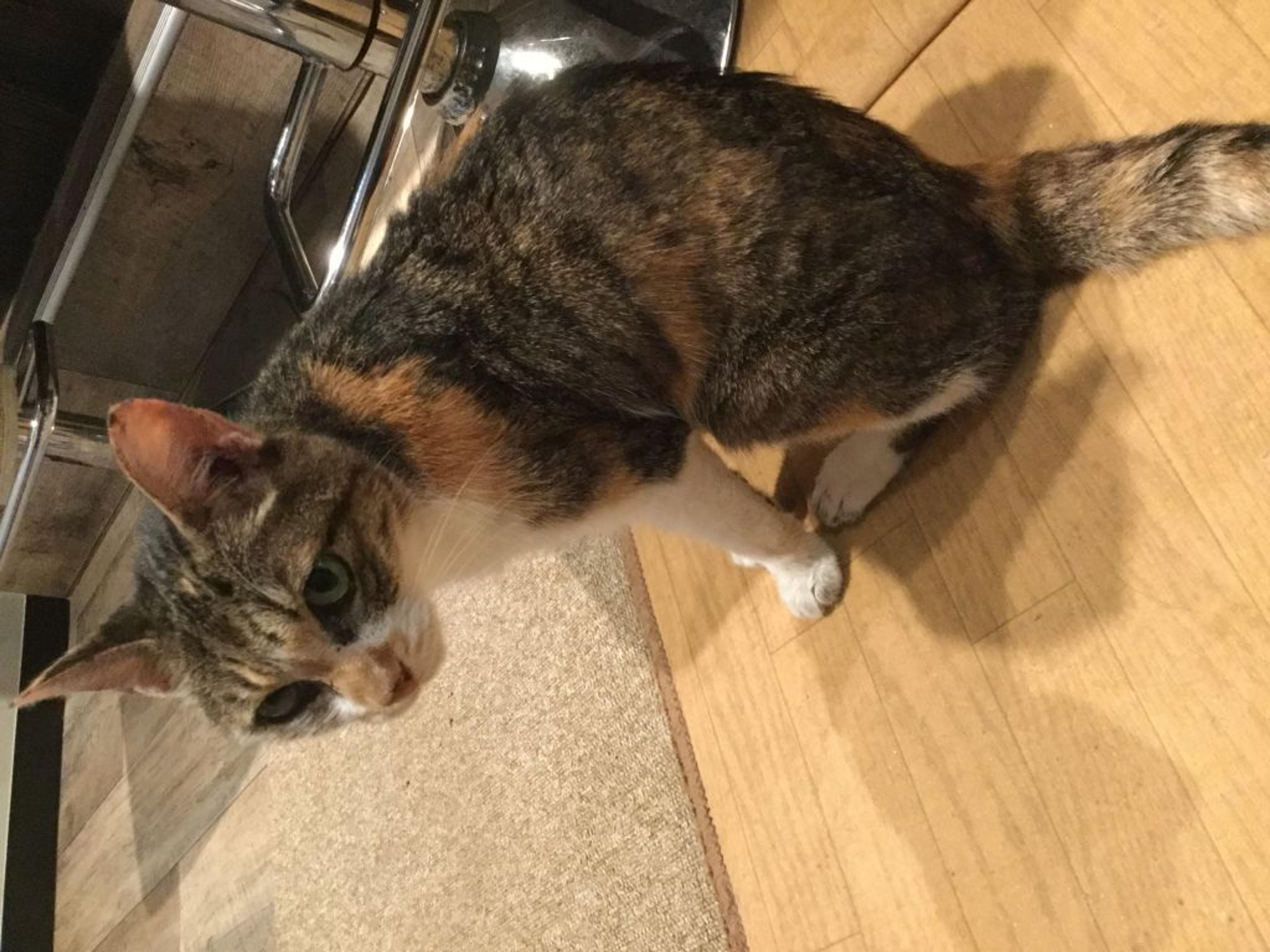 pet-image-2