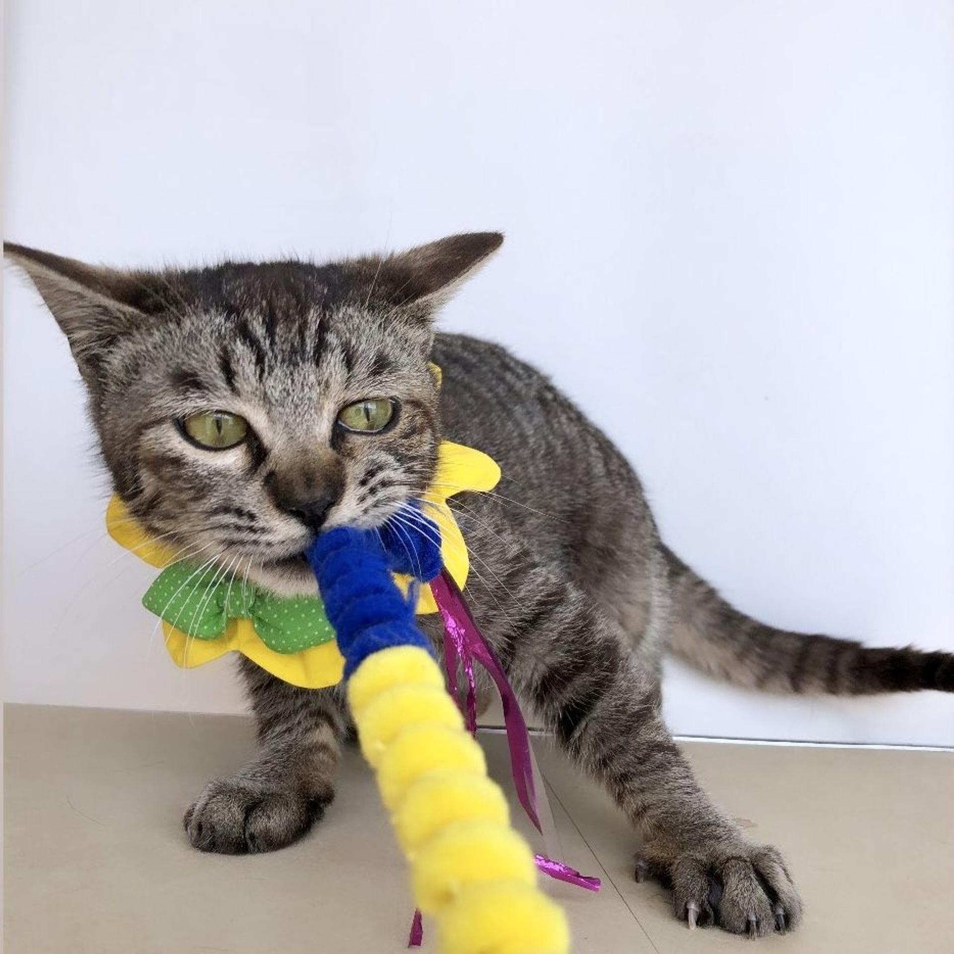 pet-image-5