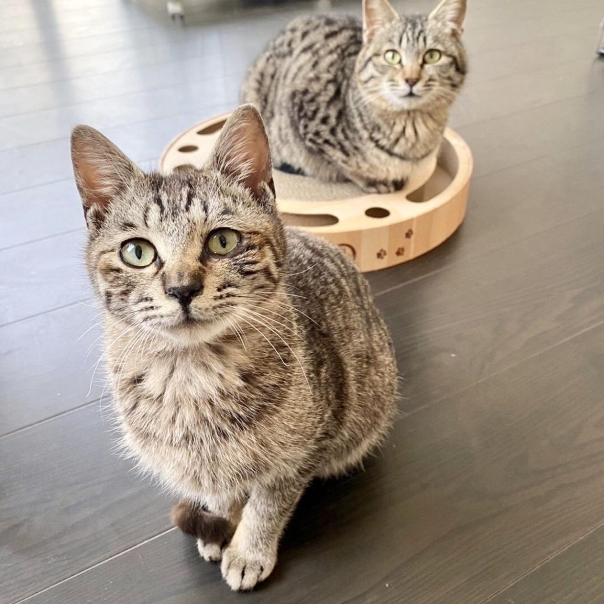 pet-image-7