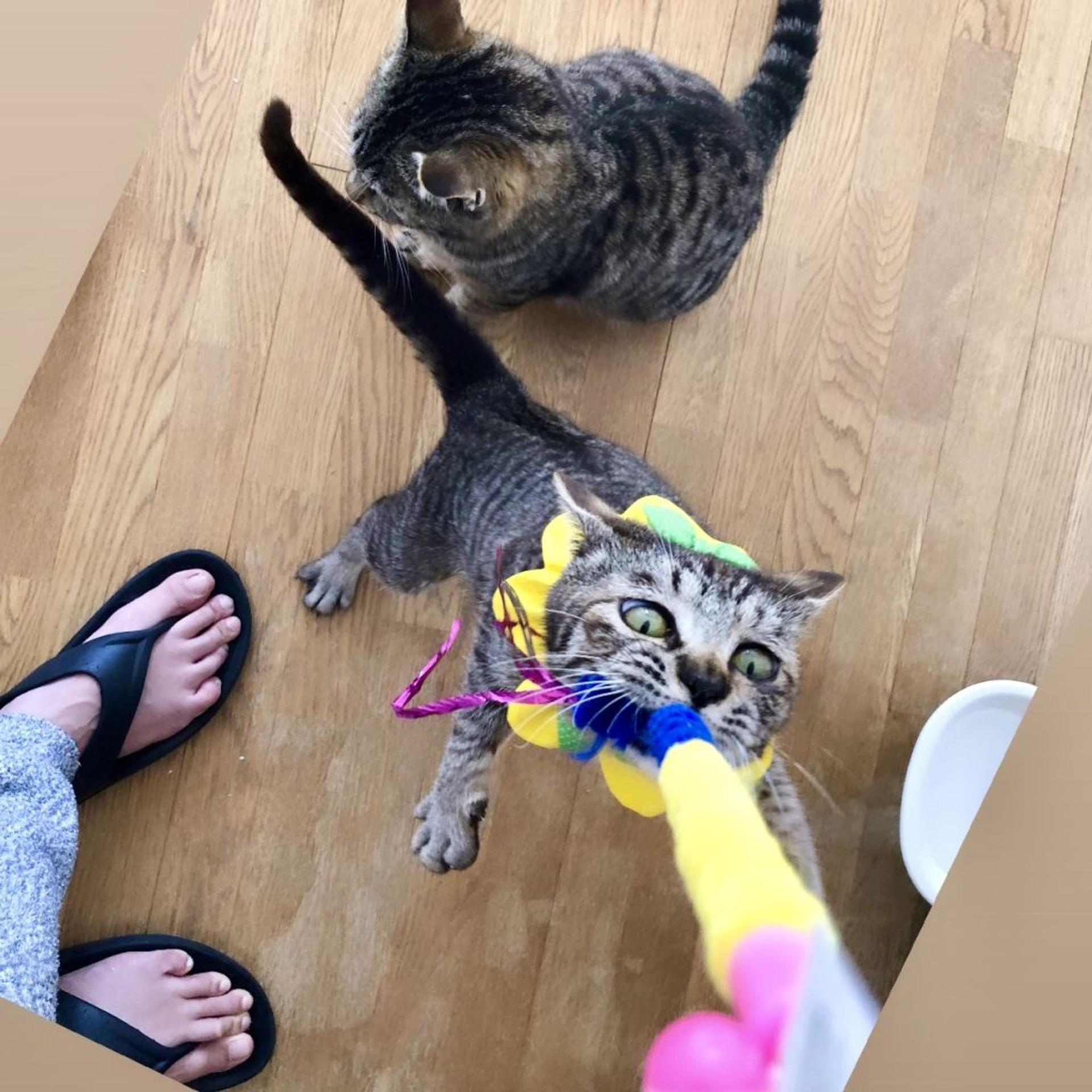 pet-image-8